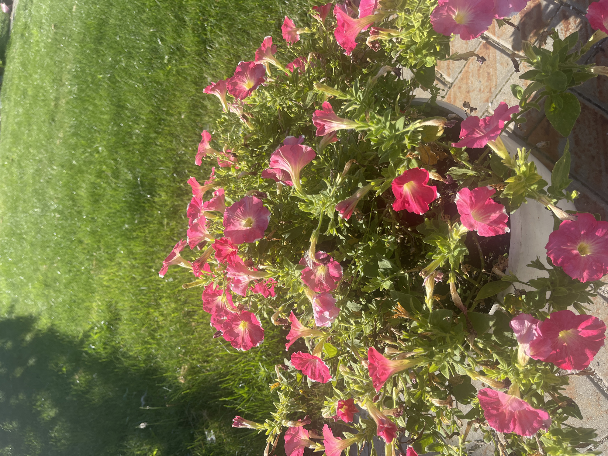 In Ozyorki, Russia, a close-up, eye-level shot captures a white planter filled with vibrant pink petunias. The flowers, in various stages of bloom, are densely packed and spill over the sides of the planter. Behind the planter, a lush, green lawn is visible, dappled with sunlight and the shadow of a tree, suggesting an outdoor setting. The ground beneath the planter is paved with interlocking reddish-brown bricks, indicating a garden or patio area. The image is taken in natural daylight, with the sun casting distinct shadows. No people are present in the scene.