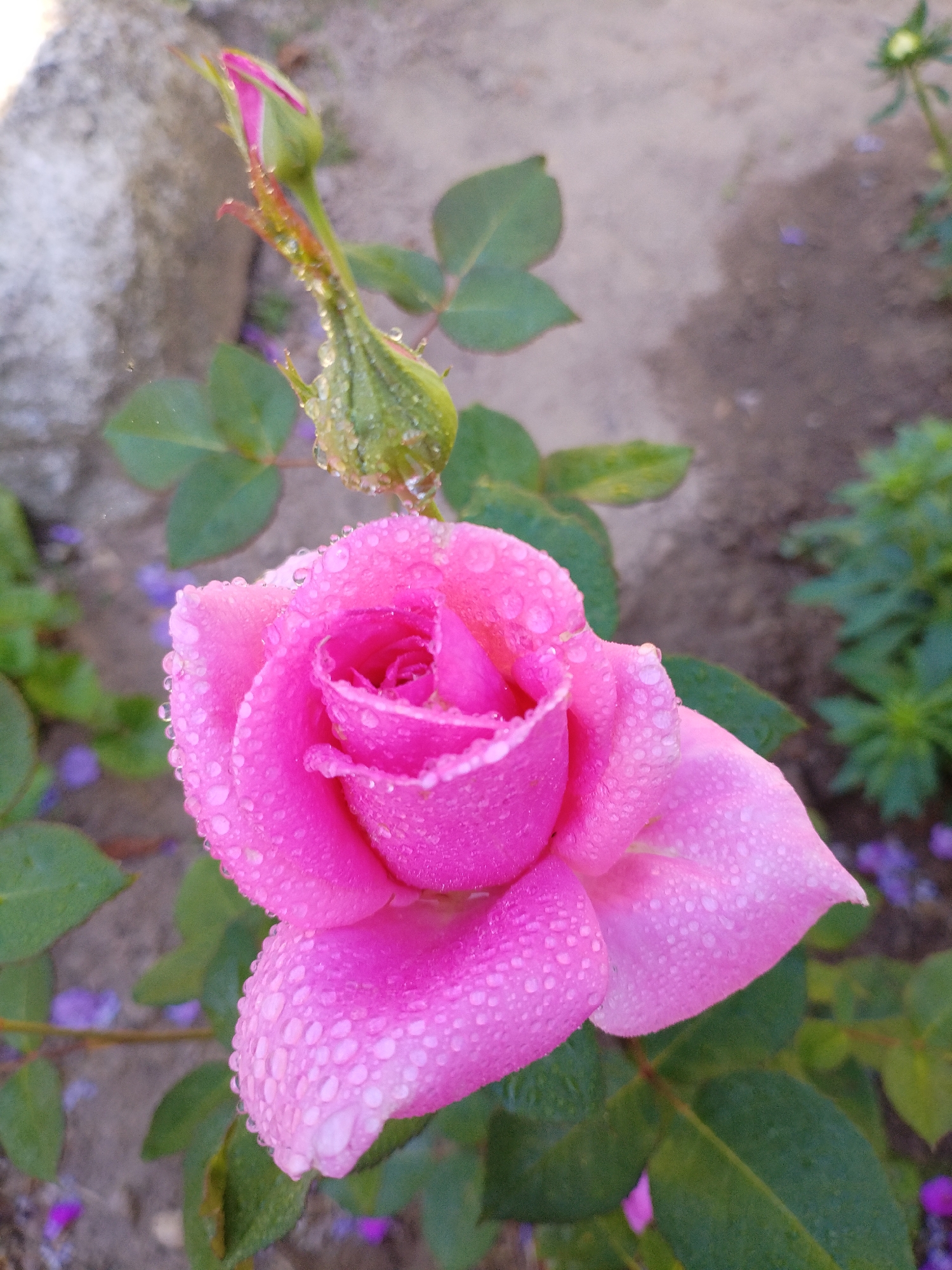 A close-up, eye-level shot captures a vibrant pink rose in full bloom, covered in glistening water droplets. The rose is the central focus, its petals unfurling to reveal intricate layers. To the left and slightly above, a rose bud, still partially closed, shows hints of pink beneath its green sepals, also adorned with dew. Lush green leaves surround the blossoms, providing a verdant contrast. The background is softly blurred, with hints of a grey, textured surface and sandy ground, possibly suggesting a garden setting. Scattered, small purple petals are visible on the ground. The image appears to be a photograph taken outdoors, possibly in a garden or park. The lighting is natural, highlighting the moisture on the rose and its vivid color. There are no people or animals present in the image. The scene depicts a natural element, a rose, in a serene, damp environment. The presence of water droplets suggests recent rain or dew. The specific location in the city of Bialynichy, Belarus, is not evident from the visual information provided in the image itself.