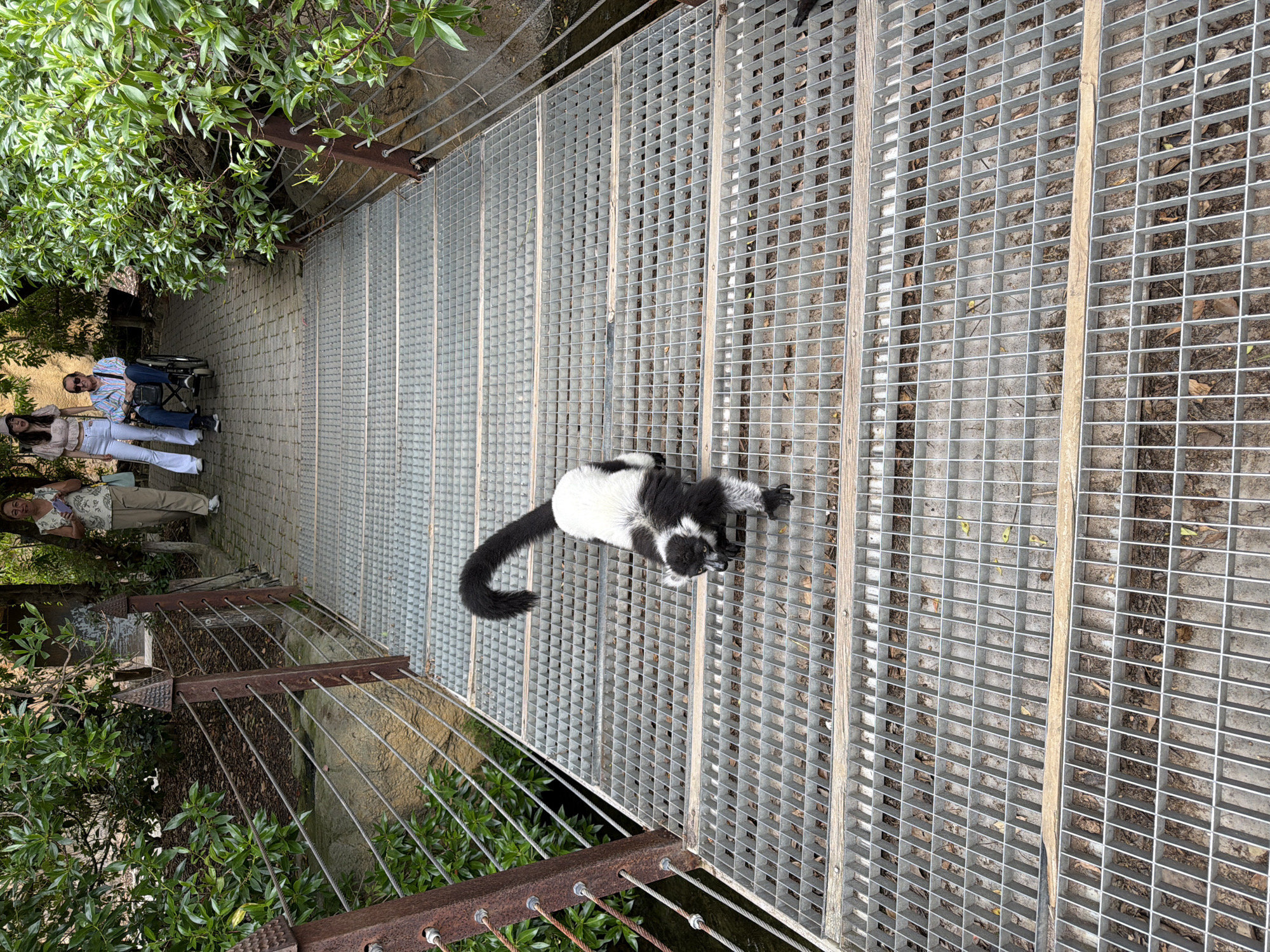 The image captures a black and white ruffed lemur (Varecia variegata) walking on a metal grated walkway, likely within an immersive habitat at an animal park or zoo in Valencia, Spain, such as Bioparc Valencia. The lemur, characterized by its distinct black and white fur pattern and long black tail, is positioned centrally, moving on all fours towards the viewer.
The walkway consists of gray metal grating with square openings, interspersed with horizontal wooden supports. Rusty metal posts with decorative spiked tops and multiple wire cable strands form the railings on both sides, with dense green foliage visible beyond. A stream or water channel is discernible beneath the grating on the left.
In the background, beyond the grated section, a paved path leads to a group of four individuals. On the left, an older female with short brown hair, wearing glasses, a light patterned sleeveless top, and light pants, holds a small purple object. Partially obscured behind her is another individual in white pants. On the right, an older male in sunglasses, a striped shirt, and dark pants is seated in a dark manual wheelchair. Standing beside the wheelchair is a female wearing a light-colored top, white pants, and a baseball cap. All individuals appear to be observing the scene or moving along the path. The environment is rich with green vegetation, suggesting an outdoor, naturalistic setting.