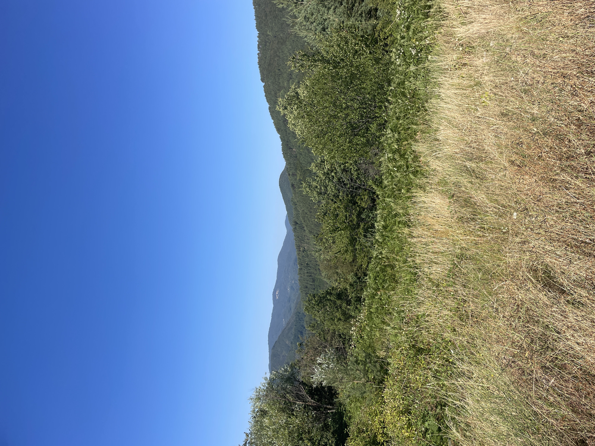 A landscape photograph captures a view of rolling, tree-covered hills under a clear, bright blue sky. In the foreground, tall, dry grass with some green patches dominates the lower half of the image. Behind the grass, a dense line of various green trees and shrubs extends across the middle ground, with some lighter green and white foliage visible among the darker greens. The background consists of several layers of receding, forested hills, their shapes softened by distance. The overall impression is one of a natural, rural setting, likely a mountainous or hilly region in Bulgaria, specifically the area around Oryahovets.
