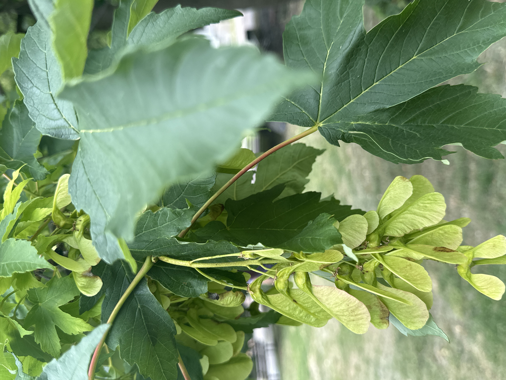 A close-up shot showcases a cluster of samaras, commonly known as "helicopter seeds," hanging from a branch of a maple tree. The samaras are light green and have a characteristic winged shape. They are attached to a central stem with smaller green leaves also visible on the branch. The background is softly blurred, indicating an outdoor setting with green grass and what appears to be some distant structures, possibly within a park or garden. The overall lighting suggests it is daytime. The location is identified as being in the city of Sofia, Bulgaria.