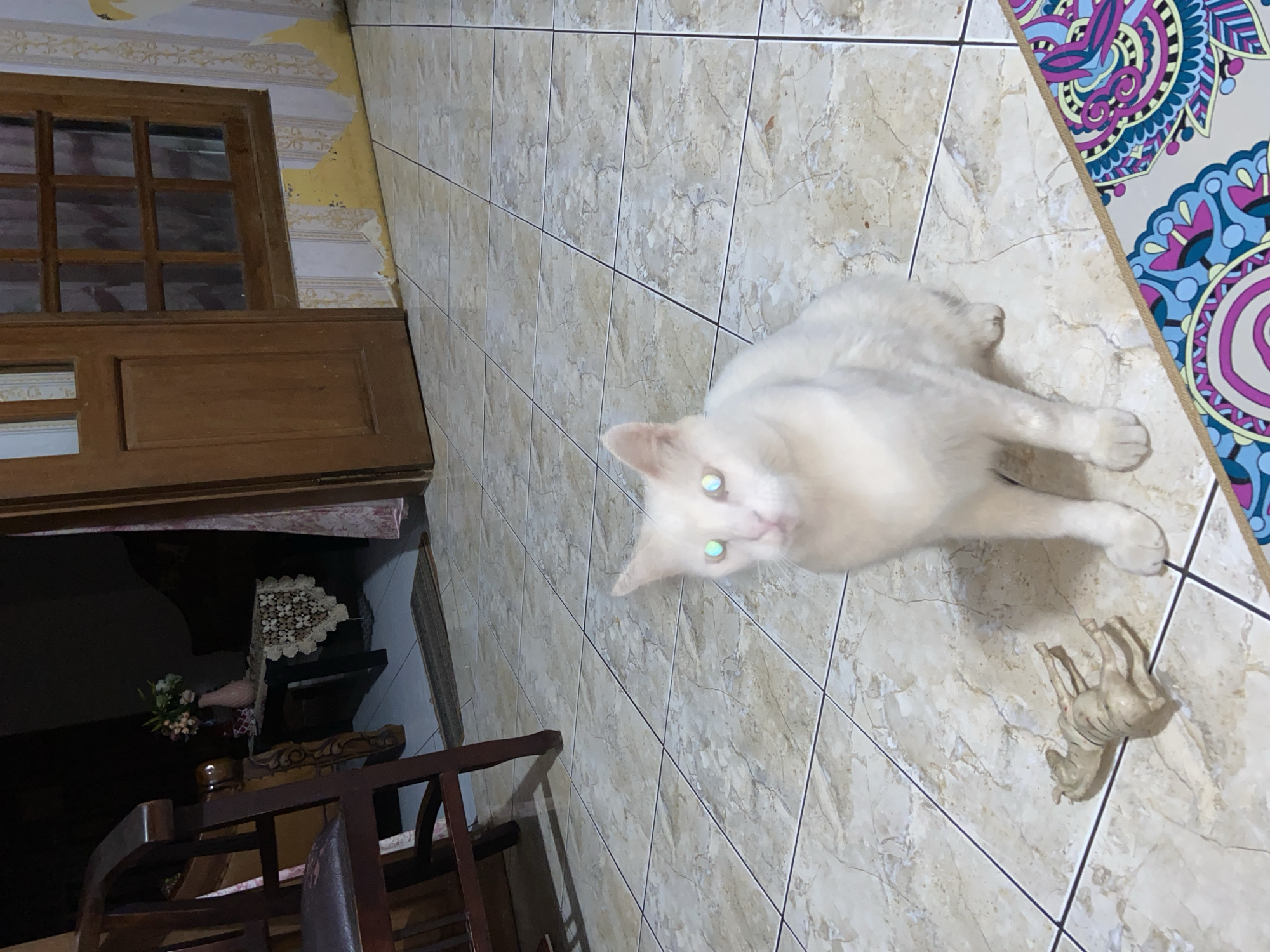 A white cat with green-glowing eyes sits on a tiled floor in what appears to be a room in Margorejo, Indonesia. To the cat's left, a small, light-brown, animal-shaped figurine lies on the floor. In the background, a wooden chair, a table with a vase of flowers, and a wooden door with a glass-paneled window are visible. The wall to the right of the door has peeling wallpaper. A colorful patterned rug or mat is partially visible in the lower right corner. The lighting suggests it is either evening or a dimly lit interior.
