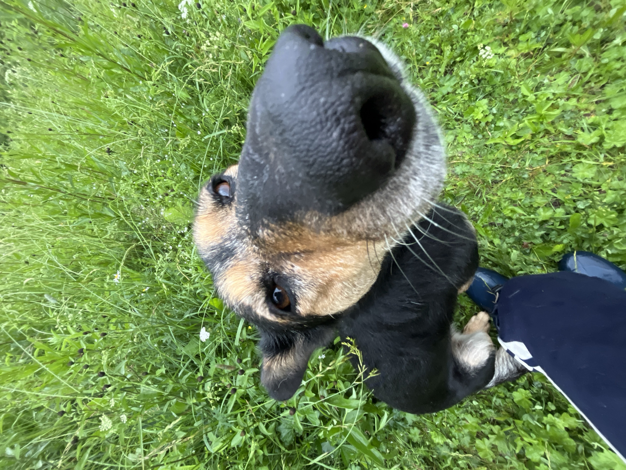 A close-up, low-angle shot captures a dog's face, with its nose dominating the foreground, as it looks directly into the camera. The dog has black and tan fur and is surrounded by lush green grass and various plants, suggesting an outdoor, natural setting. In the lower left corner of the frame, a person's legs are visible, clad in dark blue pants and blue rubber boots, indicating they are likely standing in the grass. The image does not contain any discernible landmarks or elements that would allow for identification of the location within Nizhny Tagil, Russia.