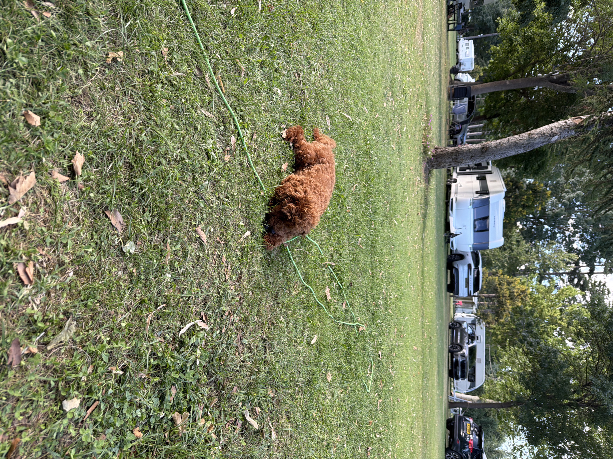 A brown, curly-haired dog lies on its side on a grassy lawn in an outdoor setting. The dog appears to be a puppy and is relaxed. A green cord or leash is stretched across the grass near the dog, leading away from it. In the background, several RVs and cars are parked, suggesting a campground or a similar recreational area. Trees and foliage are visible in the background, providing shade. The overall impression is one of a peaceful outdoor scene, possibly in a park or campsite, with a dog resting on the grass.