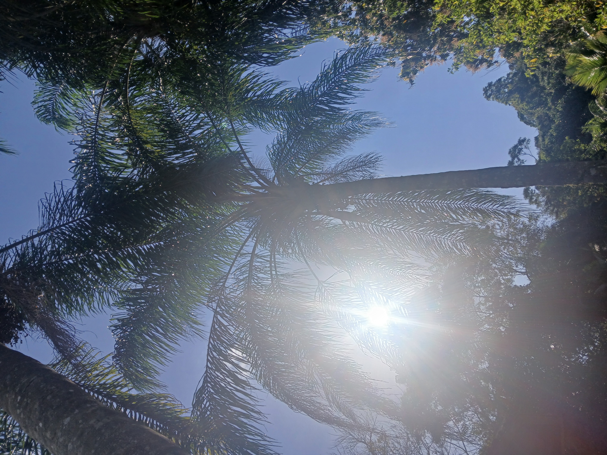 The image shows a view looking up through palm trees towards a clear blue sky. The sun is shining brightly, creating lens flare and overexposure in the center of the frame, obscuring some of the palm fronds. The palm trees appear to be in a lush, green environment with other vegetation visible in the background. The overall impression is one of a sunny day in a tropical location. The specific location within Rio de Janeiro cannot be determined from the image alone.