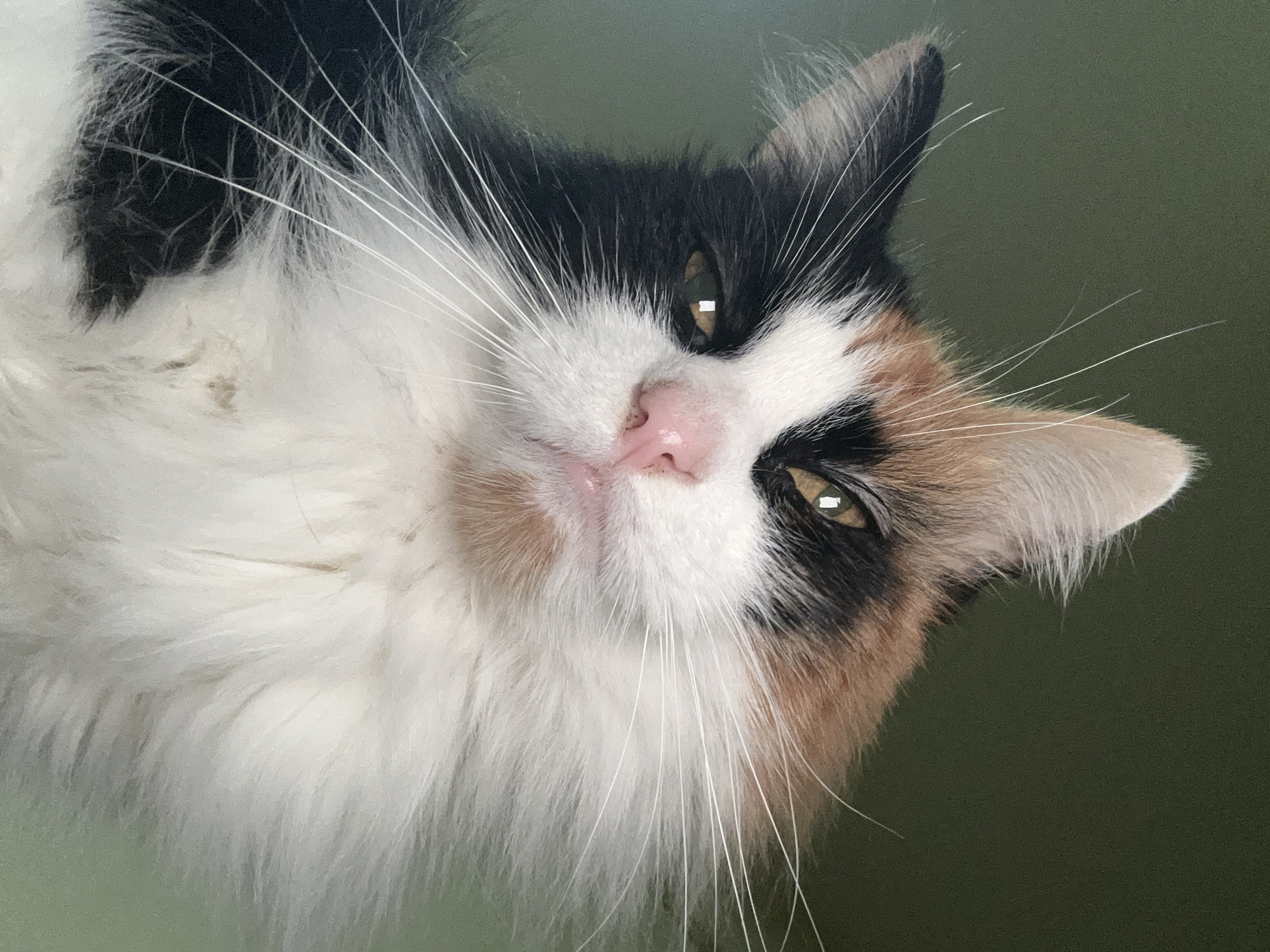 This is a close-up, upside-down photograph of a calico cat's face against a muted green background. The cat's fur is a mix of white, black, orange, and brown. Its nose is a vibrant pink, and its eyes are a striking yellow-green with visible pupils. Long, white whiskers extend outwards from its muzzle. The image is a tightly cropped shot, focusing solely on the cat's facial features. There is no discernible information about a specific location in Buenos Aires, Argentina, or any human presence.