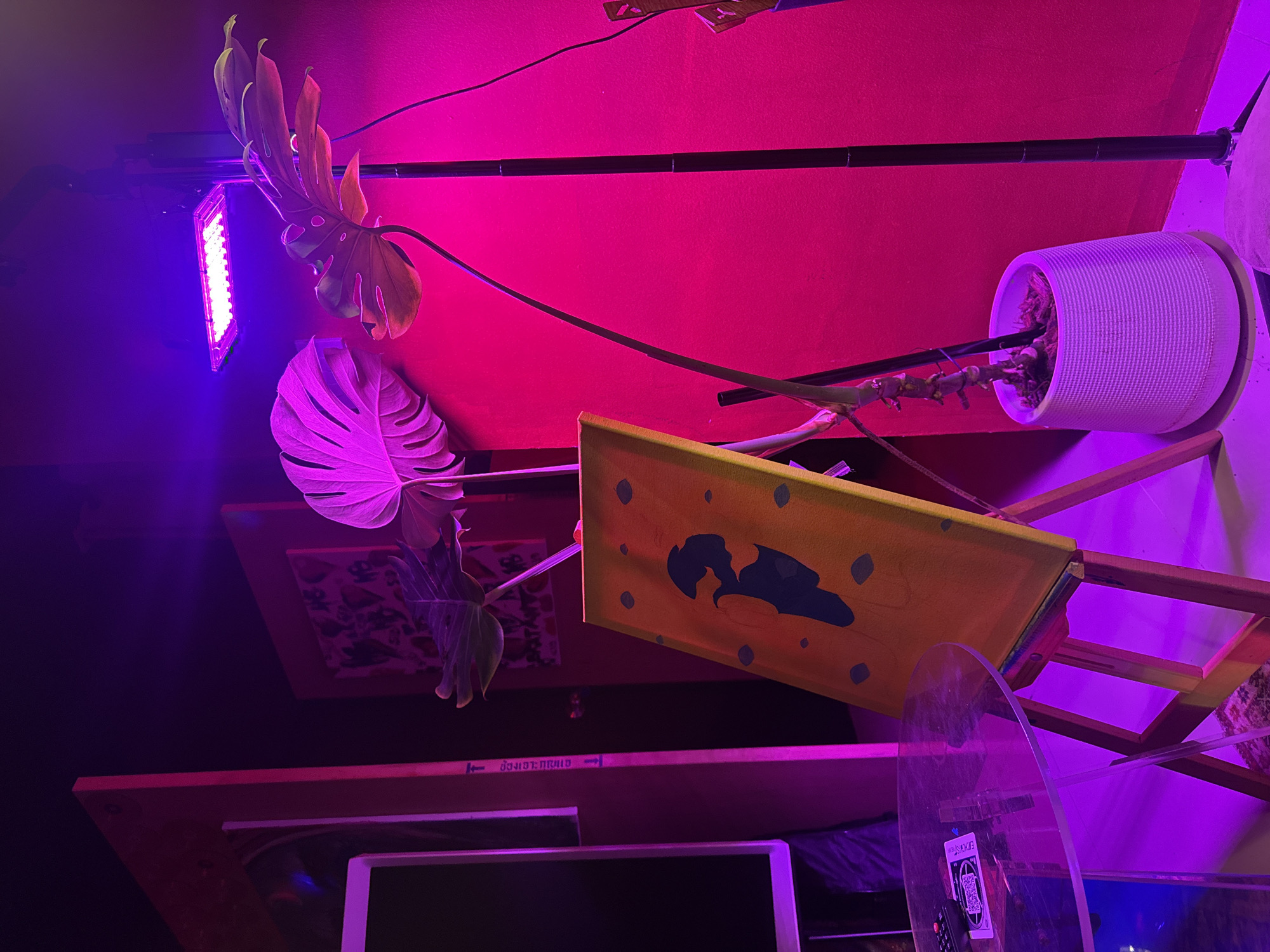 In Si Sunthon, Thailand, this image captures an indoor scene illuminated by purple and pink lighting, likely from a grow light. A large, potted plant with broad, split leaves, possibly a Monstera, is positioned in the foreground, its foliage bathed in the vibrant light. To the left, a clear acrylic table with a remote control and a QR code card rests on its surface. Adjacent to the plant, an easel holds a yellow canvas displaying a dark blue silhouette and scattered grey shapes. In the background, a dark-framed object, potentially a mirror or another canvas, is visible, along with a thin, vertical pole. The overall impression is one of a creative or botanical space, artfully lit.