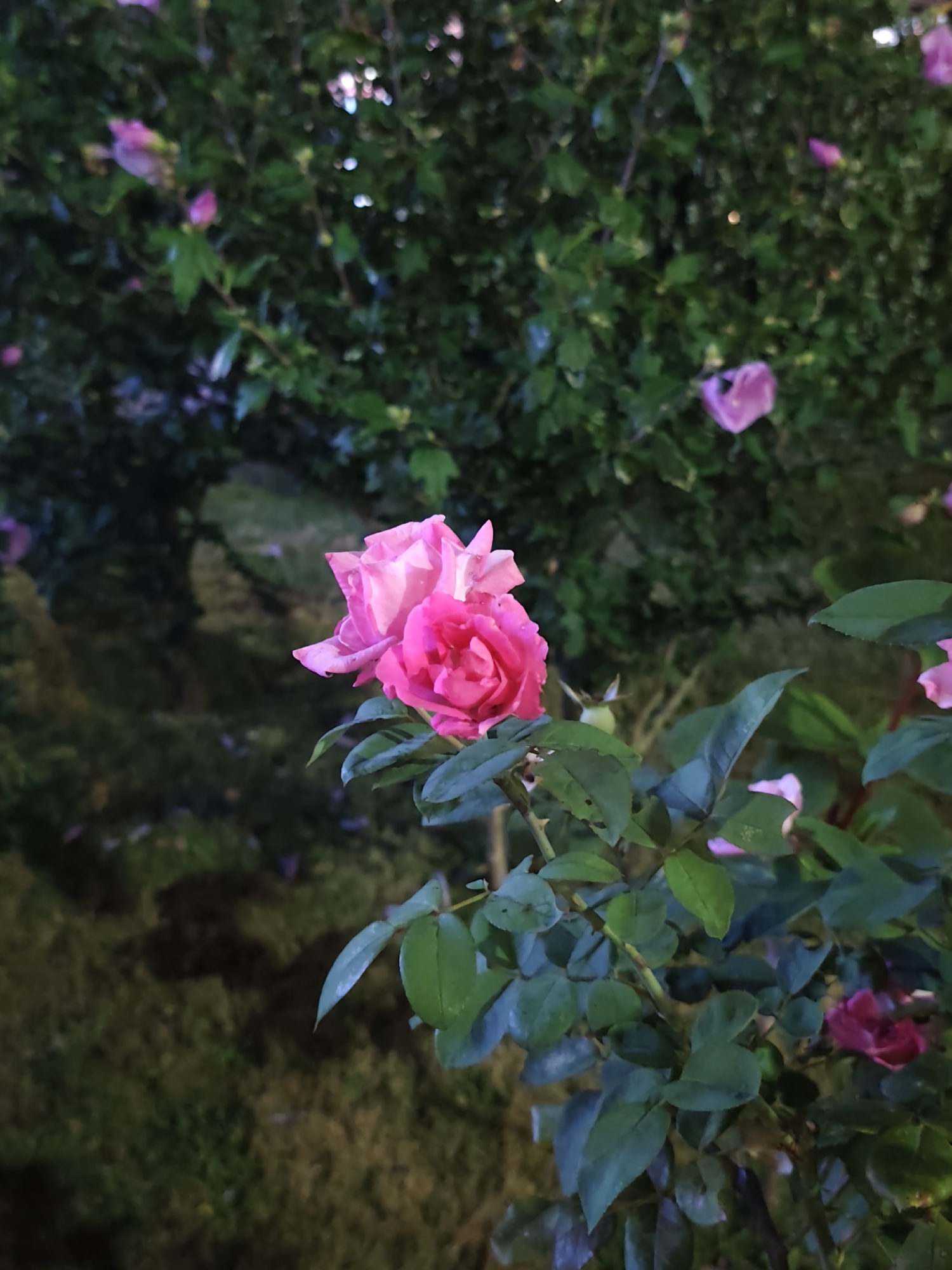 The image depicts a close-up view of a rose bush with vibrant pink roses and dark green leaves. The lighting suggests it is dusk or nighttime, with artificial lights subtly illuminating the scene. The background is blurred, showing more foliage and a dimly lit grassy area. The scene appears to be in a garden or park setting, possibly in Sochi, Russia, given the context provided, although no specific landmarks or contextual clues within the image itself confirm this location. There are no people visible in the image, and the focus is entirely on the natural elements of the flora. The roses are in various stages of bloom, with some fully open and others appearing as buds. The leaves are lush and appear to be healthy. The overall impression is one of natural beauty captured in low light conditions.