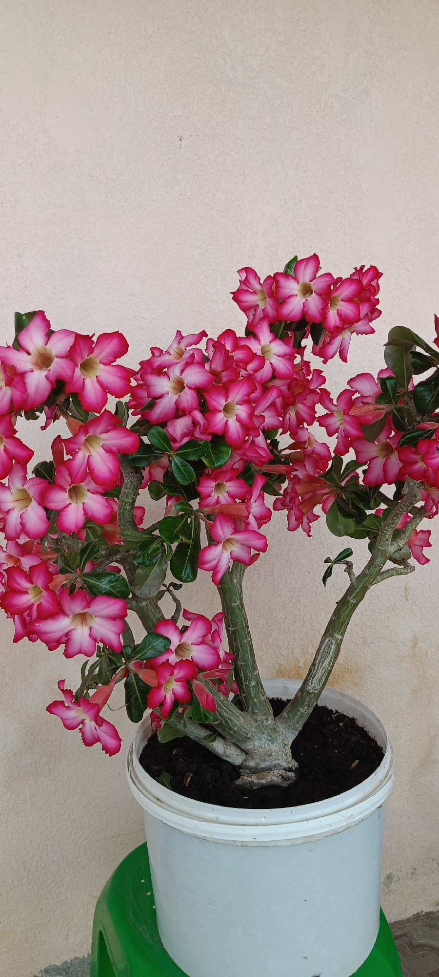 In a close-up shot, a flowering desert rose plant is depicted in a white plastic pot, which rests on a green plastic stool. The plant, lush and vibrant, showcases a profusion of bright pink and white flowers with delicate, ruffled petals. Lush green leaves are interspersed among the blooms, and the plant's thick, gnarled trunk and branches are clearly visible, indicative of its desert origins. The background is a textured, light-colored wall, which provides a neutral backdrop that accentuates the plant's colors and form. The lighting is even, suggesting it was taken outdoors or in a well-lit indoor space, and the focus is sharp on the plant and its blossoms, with a slight blur to the background. The overall impression is one of natural beauty and horticultural care.