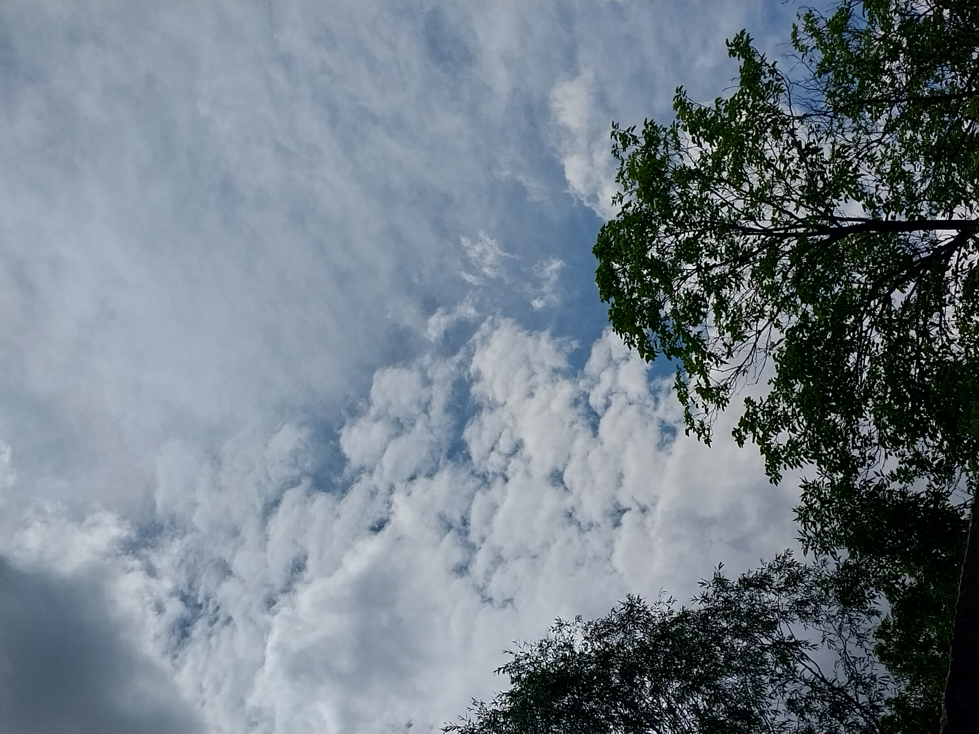 The image shows a cloudy sky with some blue patches peeking through. In the foreground, the tops of several trees are visible, with dark green leaves. The trees are silhouetted against the lighter sky. The scene appears to be outdoors. There are no people or specific landmarks visible that would indicate a precise location within Staryi Kodaky, Ukraine.
