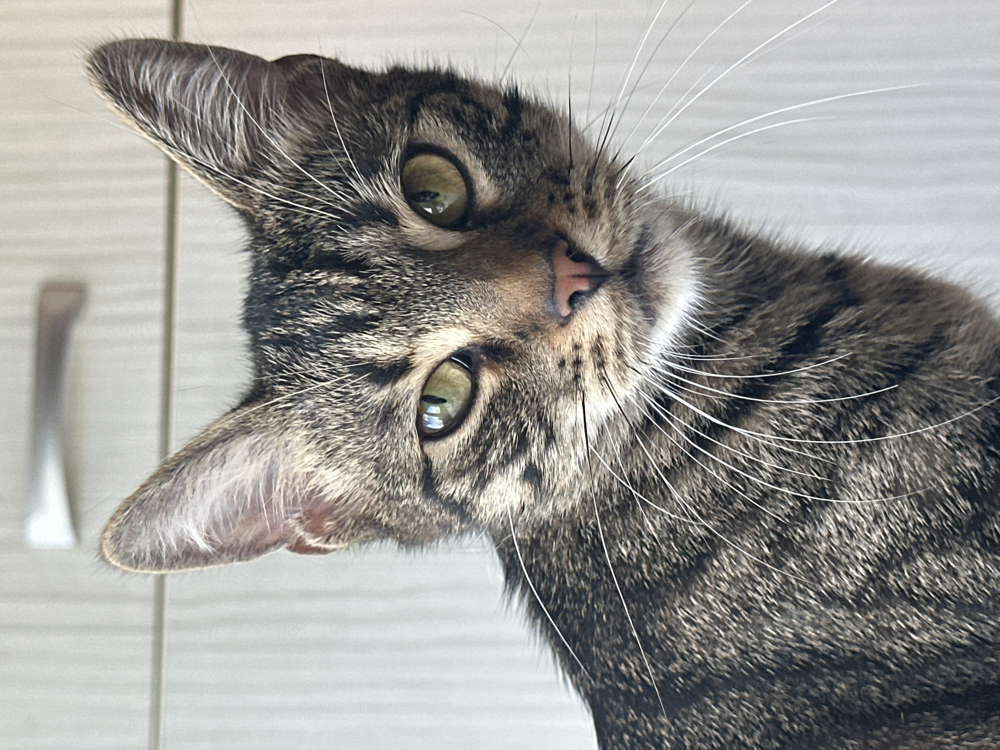 A close-up, angled shot captures a tabby cat's face as it looks upwards. The cat's fur displays a classic grey and black striped pattern. Its green eyes are wide and alert, with black pupils. The cat's pink nose is visible, and long white whiskers fan out from its muzzle. The background is a softly blurred, light-colored surface with horizontal lines, possibly a wall or furniture, with a vertical silver handle visible on the left. The lighting suggests an indoor setting, possibly daytime. The cat appears curious or inquisitive. No text is visible in the image. The location context is Sofia, Bulgaria.