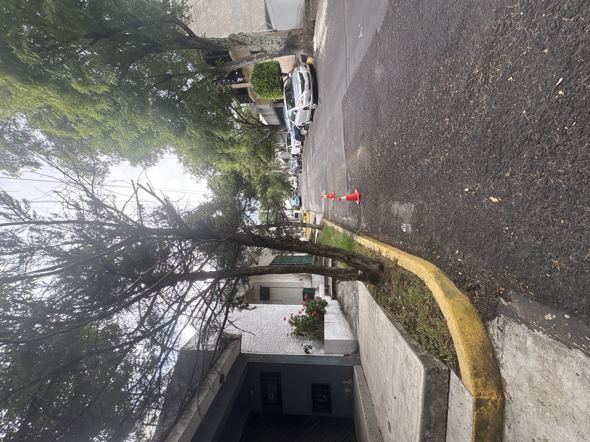The image shows a street in Mexico City, Mexico. The street is lined with parked cars and trees. There are two orange traffic cones. The sidewalk has a yellow painted curb. A white building with red flowers growing on its wall is visible. A tree branch hangs low over the sidewalk.