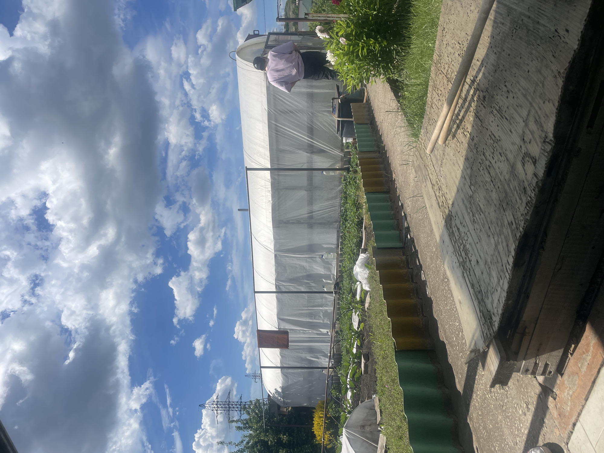 This image depicts an outdoor garden scene in the city of Vasilevka, Russia, under bright daylight with scattered cumulus clouds against a blue sky.
In the lower left foreground, a stack of wooden planks rests on a paved surface. Two light-colored wooden poles are positioned horizontally on top of the uppermost plank. A concrete or paved pathway extends diagonally from the lower left towards the center-right, bordered by a low, wavy plastic fence composed of alternating green and yellow/brown sections.
To the left of the pathway, cultivated garden beds contain various green plants, some of which are covered by small, white fabric hoop structures. A large, tunnel-style greenhouse with a white translucent plastic covering and an exposed metal frame occupies the central midground. A reddish-brown cloth hangs over the greenhouse frame near its center. Multiple clear plastic bottles are visible near the base of the greenhouse. Yellow flowering plants are situated to the left of the greenhouse.
To the right side of the greenhouse, a single individual stands with their back to the camera. The person is wearing a light purple short-sleeved shirt, dark pants, and a dark baseball cap worn backward. They are positioned near a dark cylindrical container or barrel, from which a green hose extends towards the ground, suggesting gardening activity. A large bush with white flowers is situated to the right of the person.
In the background, several tall, metal lattice-work electrical transmission towers are visible against the sky. Dense green foliage and trees line the horizon behind the greenhouse. A partial view of a white structure is visible on the far right edge of the image.
