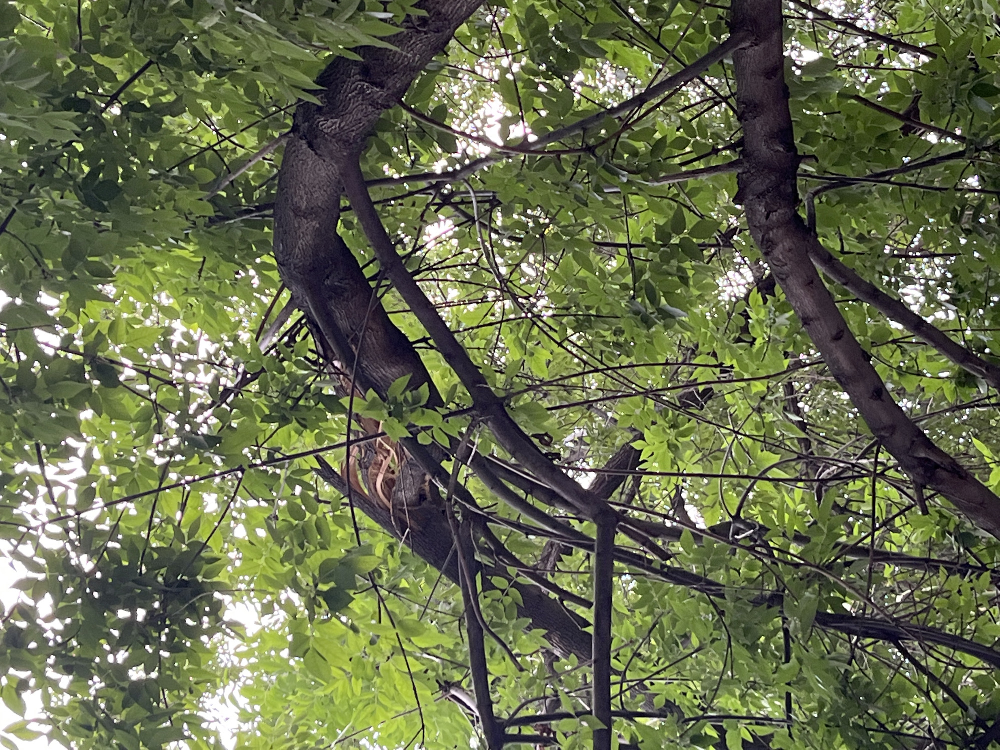 This image depicts a large tree with a broken branch, situated outdoors within the city of Tashkent, Uzbekistan. The broken section of the branch is splintered and twisted, revealing its interior wood. The tree is heavily foliated with green leaves, which partially obscure the sky and the broken branch. The scene appears to be a natural environment within an urban setting, possibly a park or a residential area. There are no people or animals visible in the image. The lighting suggests it is daytime, with sunlight filtering through the leaves.