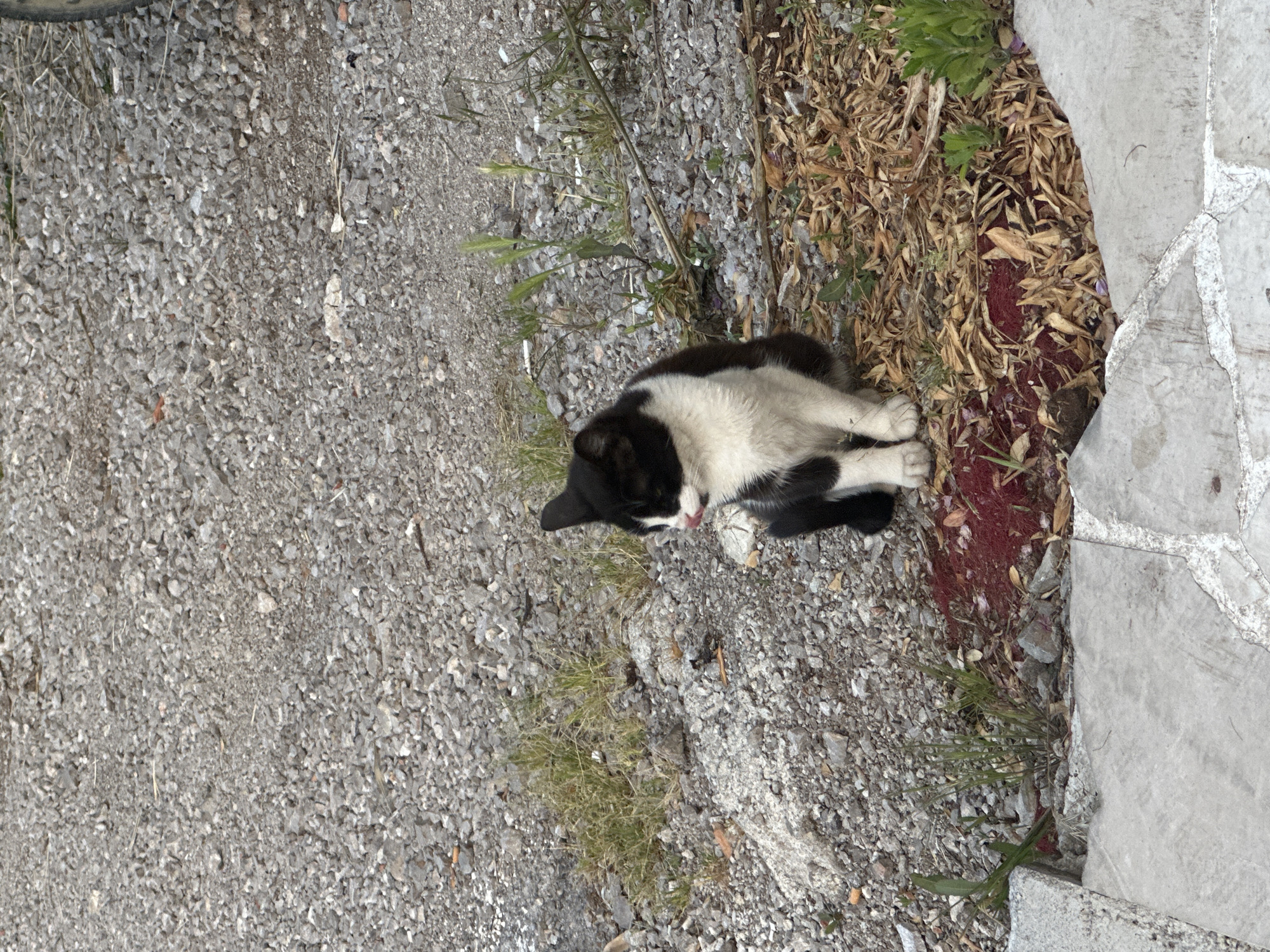 A black and white cat lies on a gravelly ground next to a tiled border in Budva, Montenegro. The gravel covers the majority of the left side of the image. To the right of the gravel is an area of dry leaves, some grass and a tiled border of the walkway. The cat is lying down on this surface.