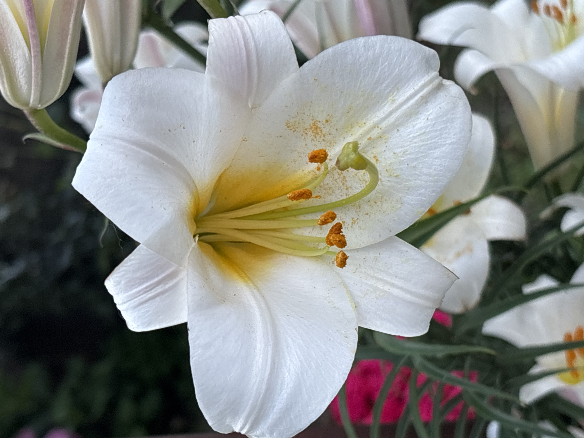 This is a close-up, eye-level, vertical shot of a white lily in bloom. The lily is in the foreground, with its white petals and yellow stamen clearly visible. The background is blurred, showing hints of green foliage and some pink flowers. The lighting is natural, and the focus is sharp on the lily. The image appears to be taken outdoors in a garden setting. There are no people or animals present in the image. The image does not contain any information related to the city of Gurkovo, Bulgaria.