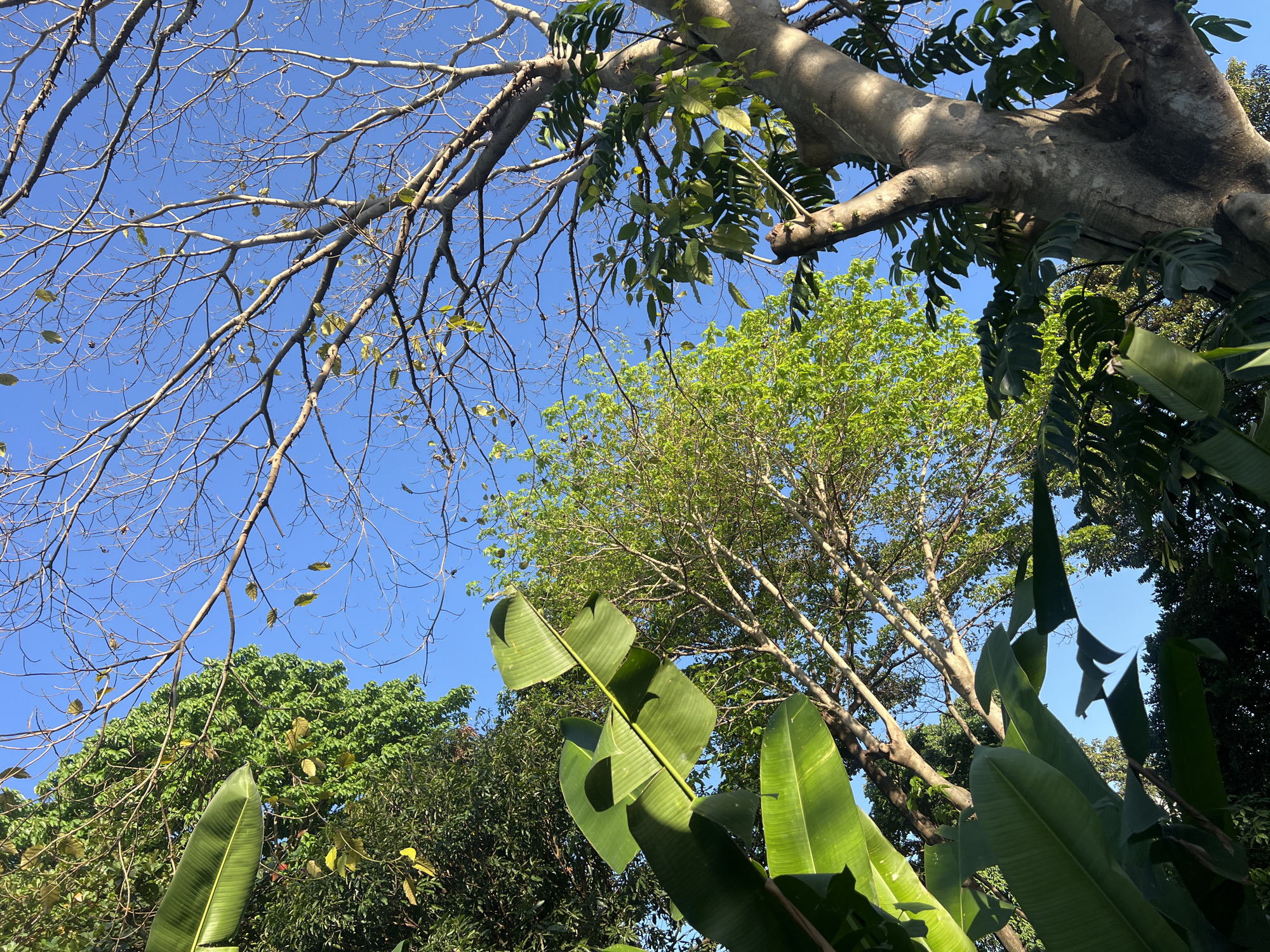 The image captures an upward view of a variety of trees and foliage against a clear, bright blue sky. On the left side of the frame, a large tree with numerous bare, thin branches stretches across, with only a few small green leaves clinging on. In the upper right quadrant, a thick, light-colored tree trunk with rough bark is visible, adorned with lush green leaves that cast small shadows. Below this trunk, toward the center of the image, another tree displays vibrant, lighter green foliage, indicating new growth or a different species.
In the foreground, large, broad, deep green leaves dominate the lower and right sides, suggesting tropical plants like banana leaves or similar species. These leaves show distinct veins and reflect the sunlight, creating highlights and shadows. Other darker green foliage is visible in the background, peeking through gaps in the main trees.
The scene depicts a sunny day with no clouds, indicating clear weather. The strong illumination suggests it is mid-day or early afternoon. There are no human subjects, man-made objects, or discernible activities taking place, making it a peaceful and natural landscape view. No text is visible in the image. The tropical nature of the plants is consistent with the North Kuta, Indonesia location.