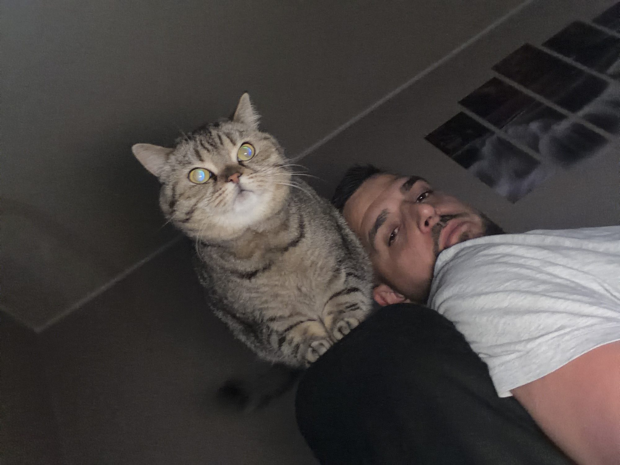 A low-angle shot captures a light brown tabby cat with large, round eyes perched on a person's shoulder. The person, a man with a beard and short dark hair, is wearing a white T-shirt and is positioned close to the camera, with his face visible. The background is a dark, neutral gray, with what appears to be a decorative panel or artwork consisting of square or rectangular tiles visible in the upper right corner. The location is not determinable based on the image.