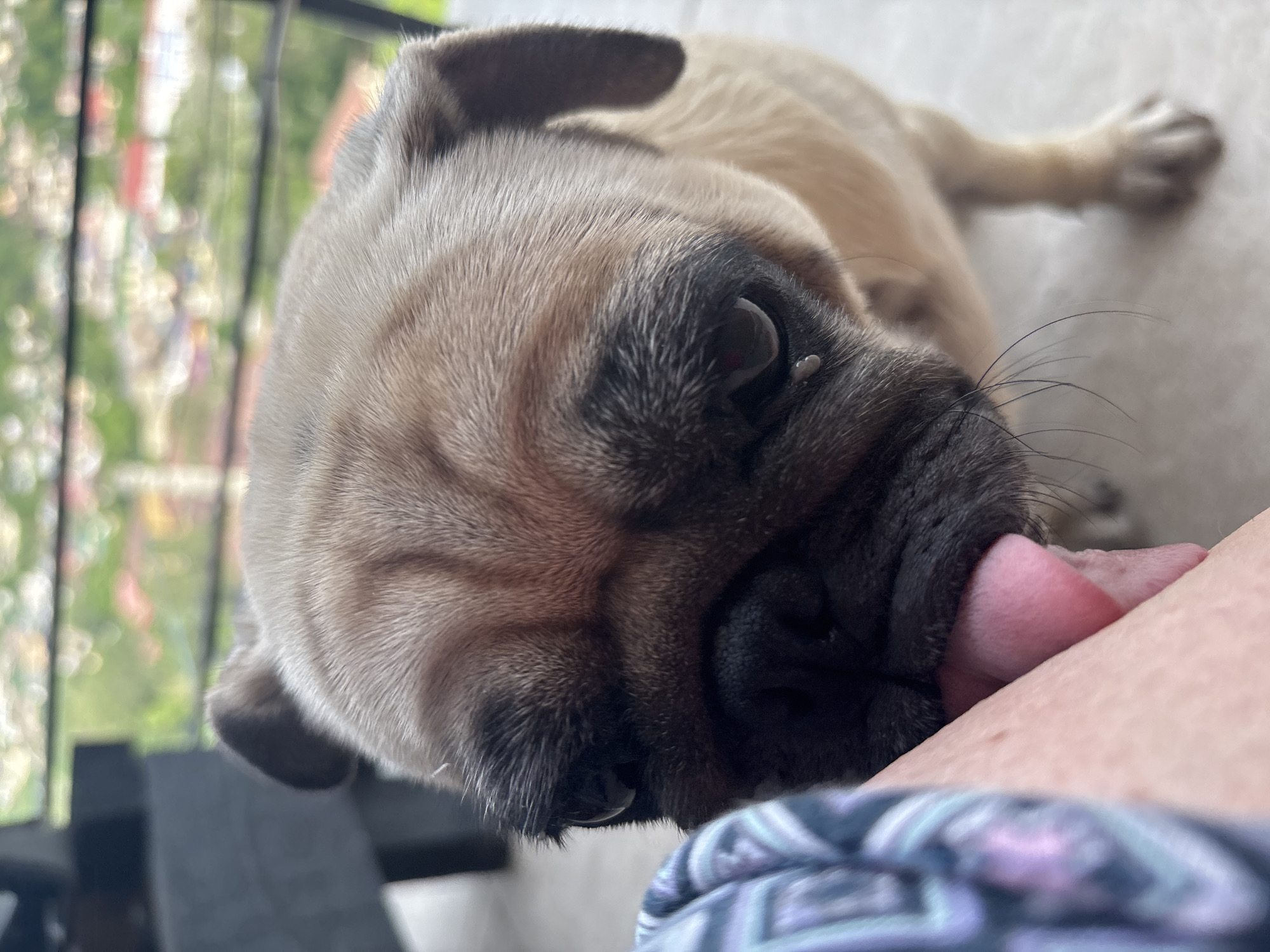 A close-up, vertical shot shows a fawn pug with dark markings around its eyes and snout licking a person's arm. The pug's tongue is extended, and its eyes are dark. The person's arm is covered by a blue and purple patterned fabric on the left side of the frame. The background is out of focus, but it appears to be an outdoor setting with buildings and greenery, possibly a cityscape. The lighting suggests it is daytime. The image was taken in Sochi, Russia.