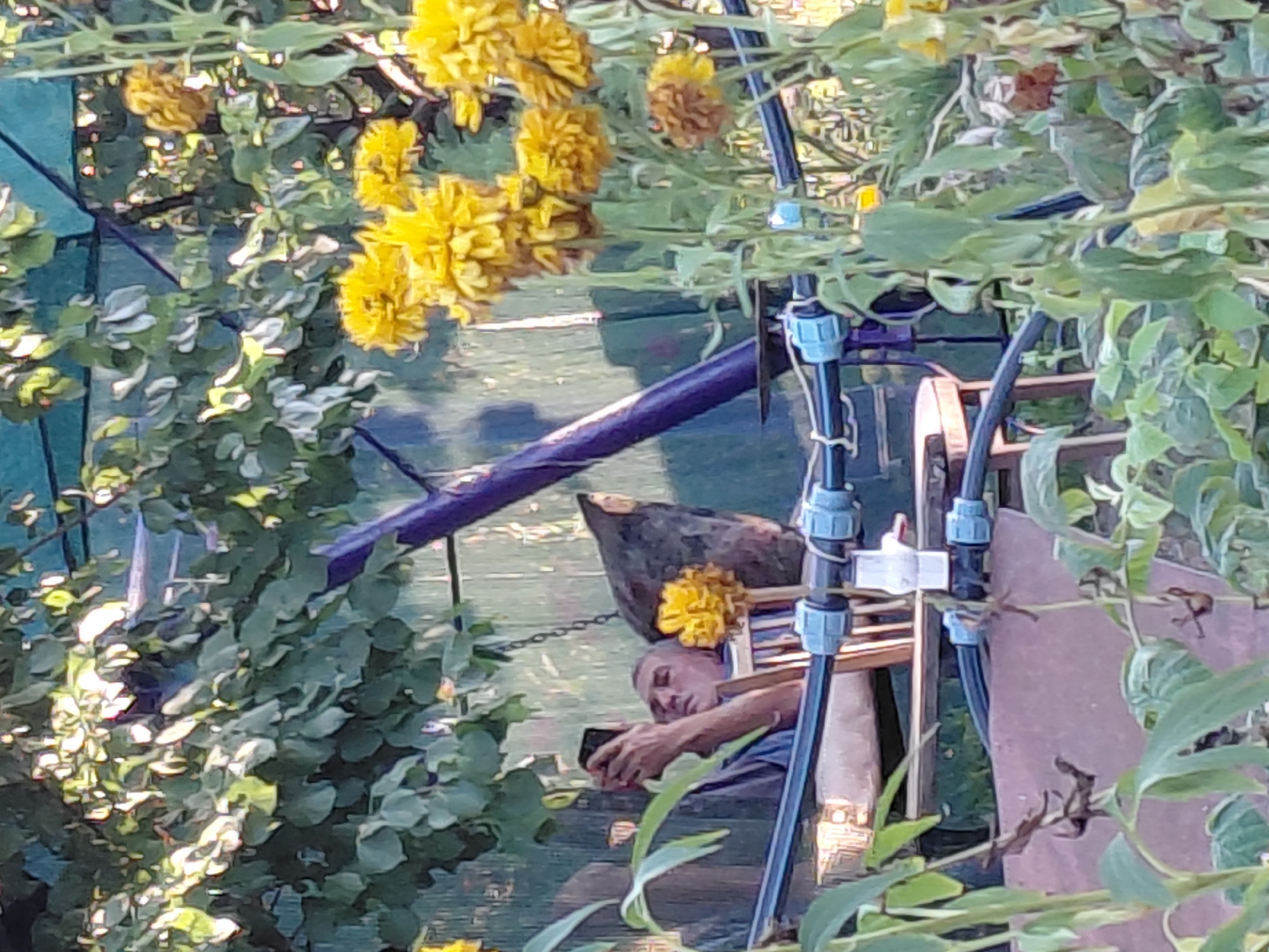 The image depicts a man lying in a chair outdoors, holding a smartphone. He is looking at the phone and appears to be relaxing. The environment is a garden, with lush green foliage and yellow flowers visible. There is a dark purple structure behind him, possibly a swing or part of a garden feature. The scene is lit by natural sunlight, creating dappled shadows on the ground. The overall impression is one of a peaceful, leisurely moment in a natural setting.