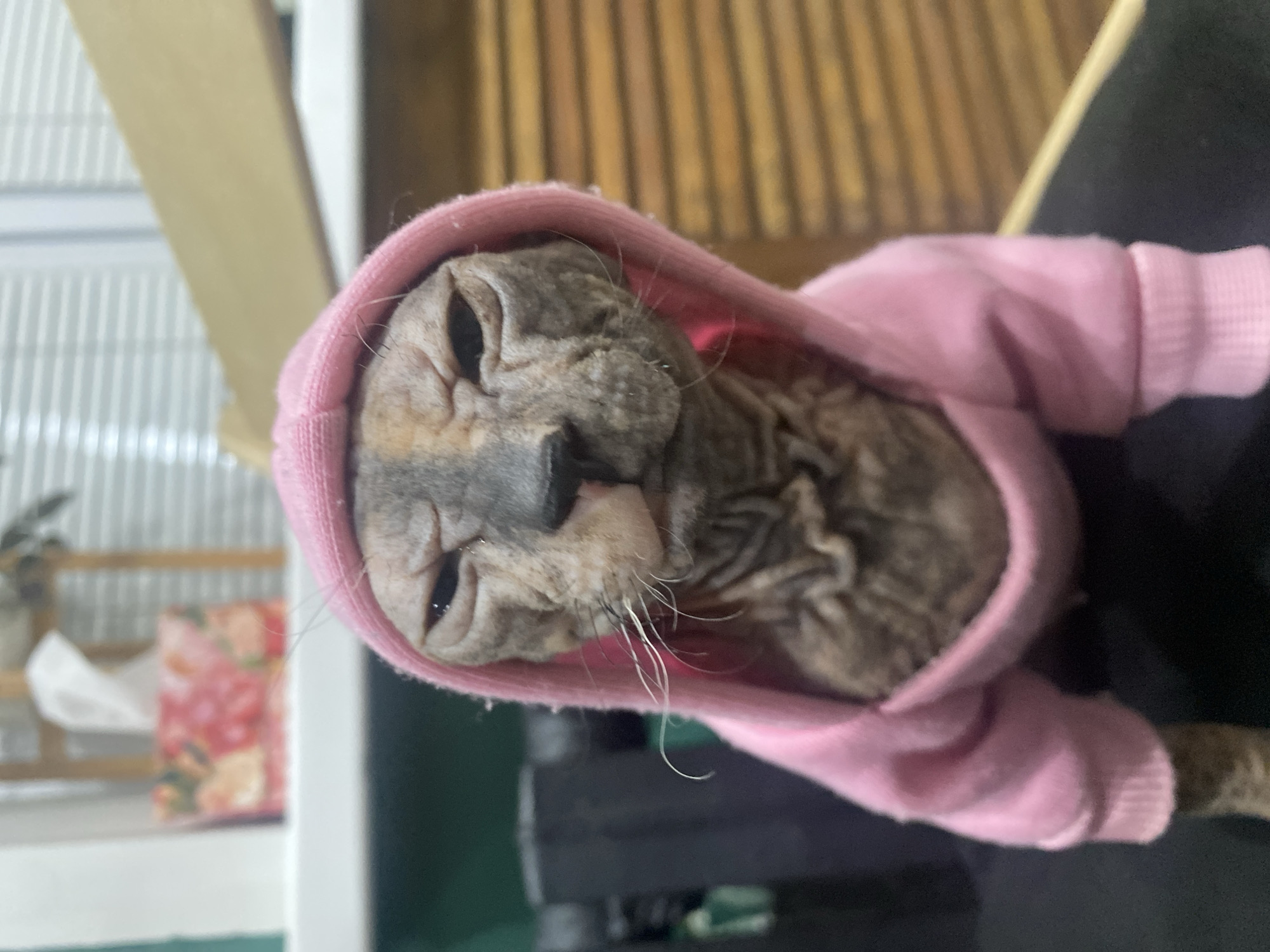 A close-up image of a hairless cat, possibly a Sphynx, wearing a pink hoodie. The cat's head and upper body are visible. The cat appears to be indoors. There is no information in the image that indicates the location is Kazan, Russia.