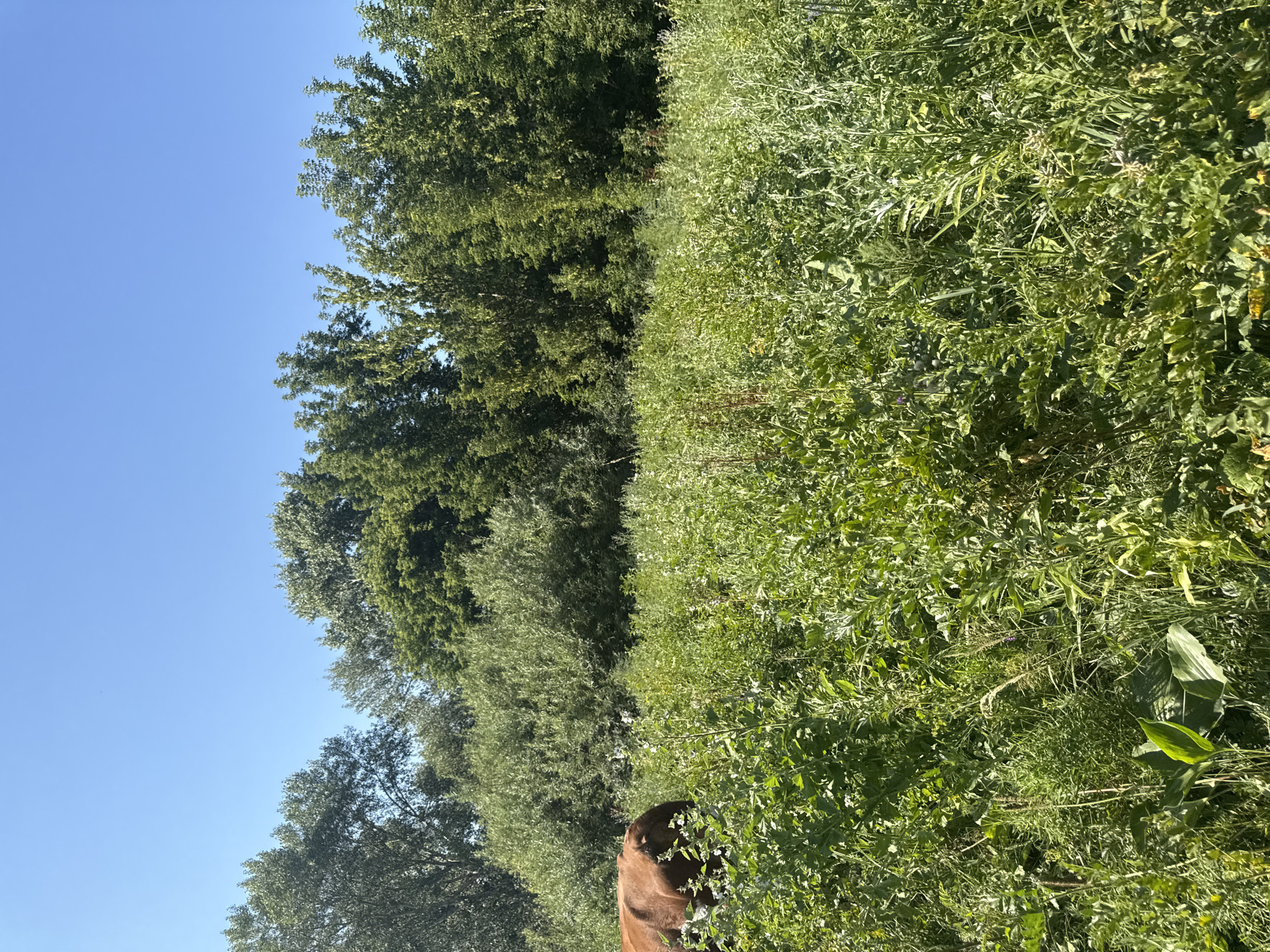A brown horse stands in a field of tall green grass under a clear blue sky. Trees form a dense line behind the field. The image appears to be taken on a sunny day.