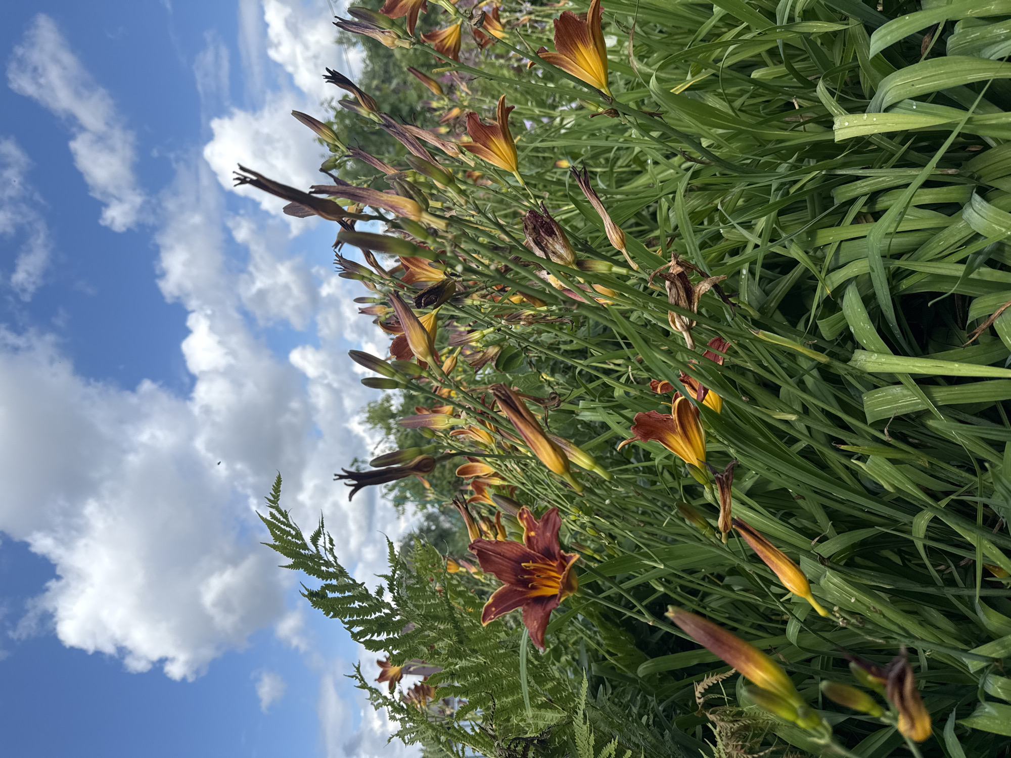 The image depicts a close-up, low-angle view of a dense patch of daylily flowers and greenery under a partly cloudy blue sky. Several daylily buds and a few open blooms are visible, showcasing shades of deep red, orange, and yellow. A fern frond extends from the left side of the frame. The foliage is lush and green, with some buds appearing brown and withered. The background consists of more greenery and a distant treeline. The scene is suggestive of a garden or park setting in Mahilyow, Belarus, on a bright day. No people or specific human activities are depicted.
