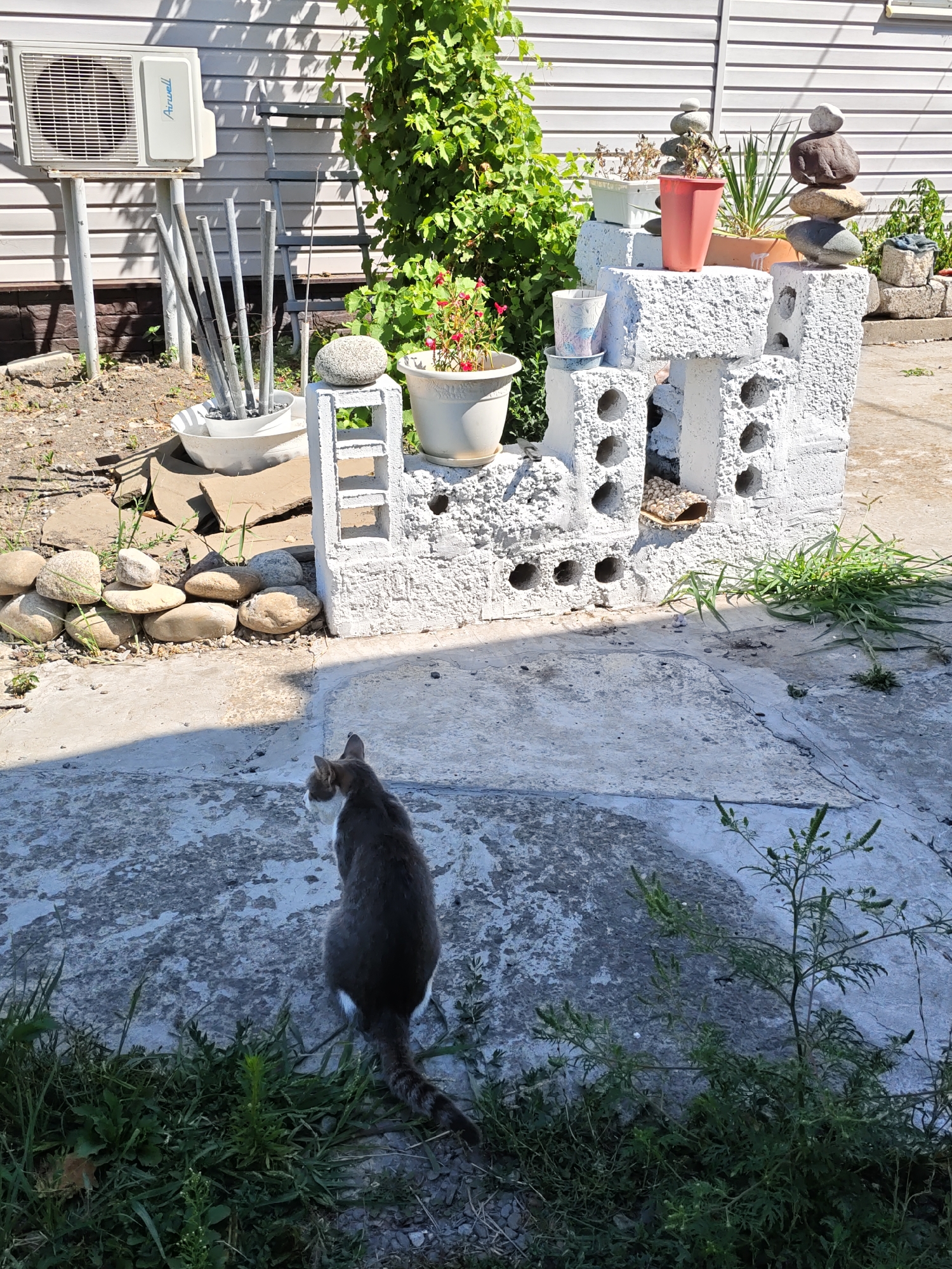 The image depicts a domestic cat, predominantly gray with white markings on its chest and tail, sitting on a cracked concrete patio. The cat is facing away from the camera, looking towards a multi-tiered white concrete structure adorned with decorative holes. Several potted plants, some with small red flowers, are placed on and around this structure. To the left of the concrete structure, a white outdoor air conditioning unit is mounted on poles, with a bundle of gray metal rods leaning against it. The ground is a mixture of gravel and concrete. In the background, a light-colored vinyl-sided building stands, partially obscured by lush green foliage. The scene appears to be a backyard or patio area. The image quality is adequate, with clear details visible.