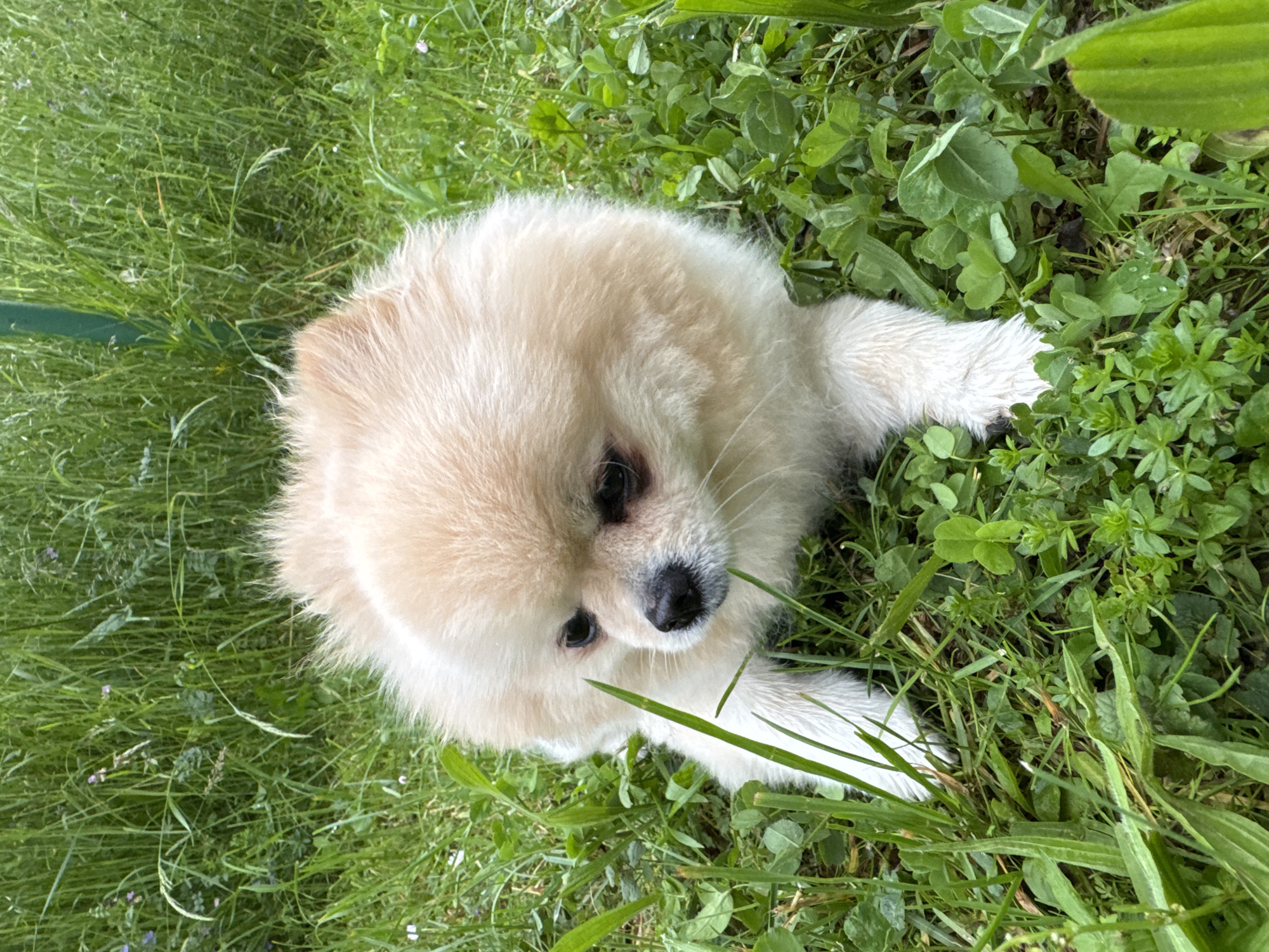 A tan Pomeranian dog is lying in green grass and clover. The dog is looking up at the camera. A green dog leash is visible on the left side of the image. The location is likely a grassy area in Bietigheim-Bissingen, Germany, although there are no specific landmarks to confirm this.