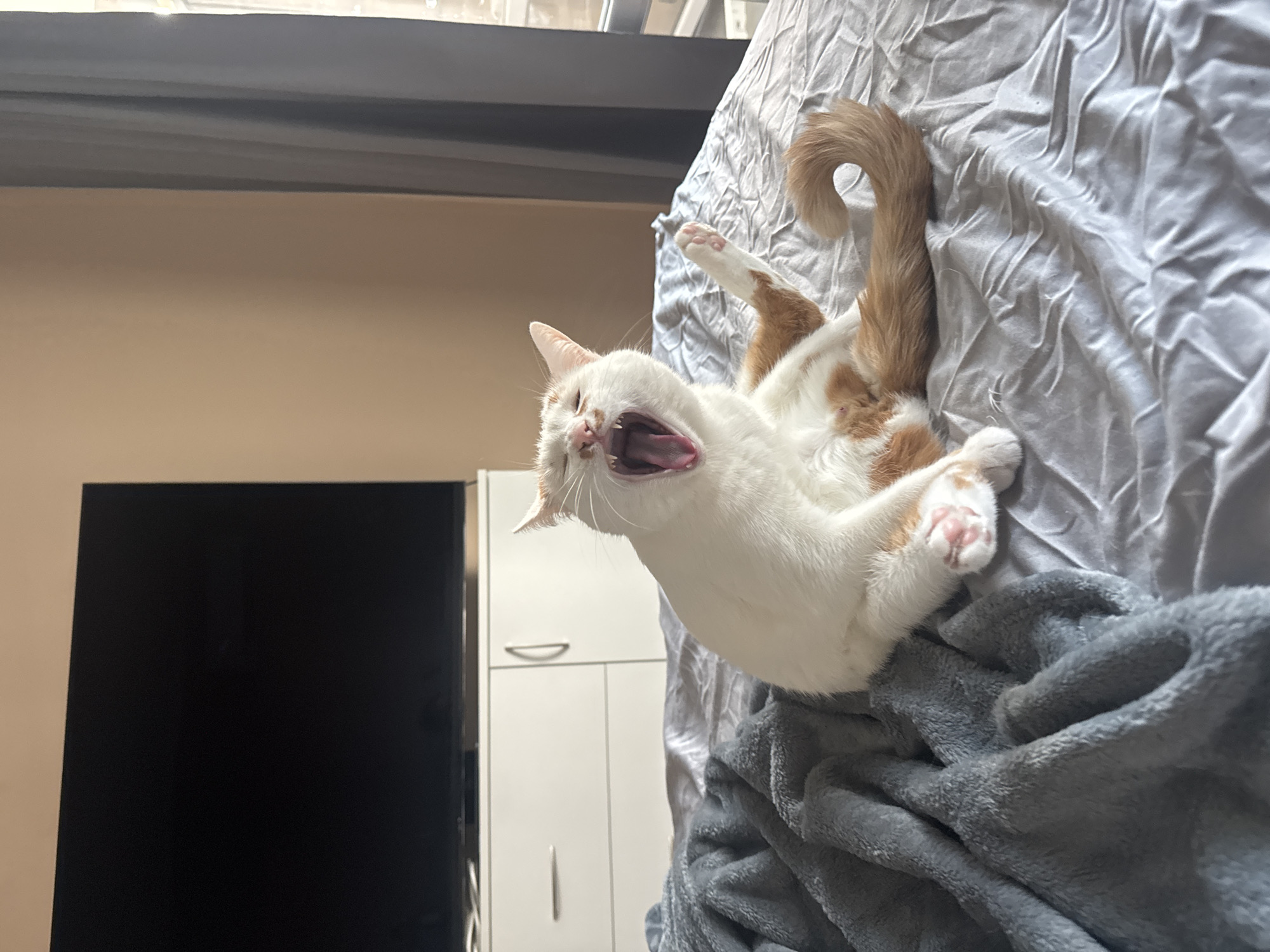 The scene depicts an indoor domestic environment, identified as being in Sofia, Bulgaria. A white cat with prominent orange/ginger markings, particularly on its back, tail, and ears, is positioned centrally on a bed. The cat is captured mid-action, with its mouth wide open in a yawn or stretch, revealing its pink tongue, palate, and teeth. Its body is oriented facing slightly left, with its head turned towards the viewer, and one hind leg is raised in the air. The cat's tail, which is ginger and bushy, curls to the right on the bed.
The bed is covered with a light grey, somewhat wrinkled sheet. A darker grey, plush blanket is crumpled on the left side of the bed. In the background, a white dresser or cabinet with multiple drawers and doors, featuring silver handles, is visible. A large, black-screened flat-panel television is mounted or placed above the dresser. The wall behind these objects is a uniform light brown/beige. To the far right, dark grey curtains are drawn, partially obscuring a window through which natural, diffused daylight illuminates the scene from the right.
