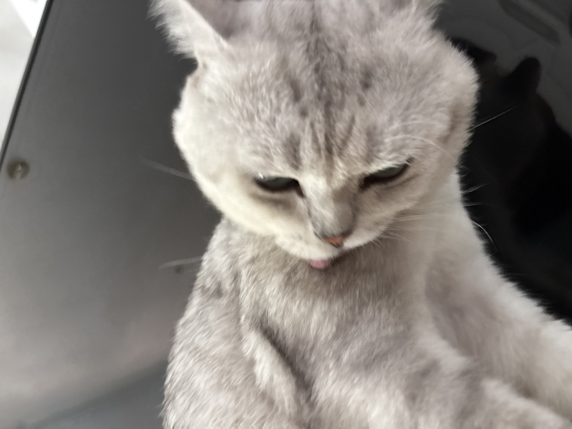 An extreme close-up, low-angle shot captures a light gray cat grooming its fur. The cat's pink tongue is visible as it licks its chest. The background is dark and out of focus, making it impossible to determine the location within Orihuela, Spain.