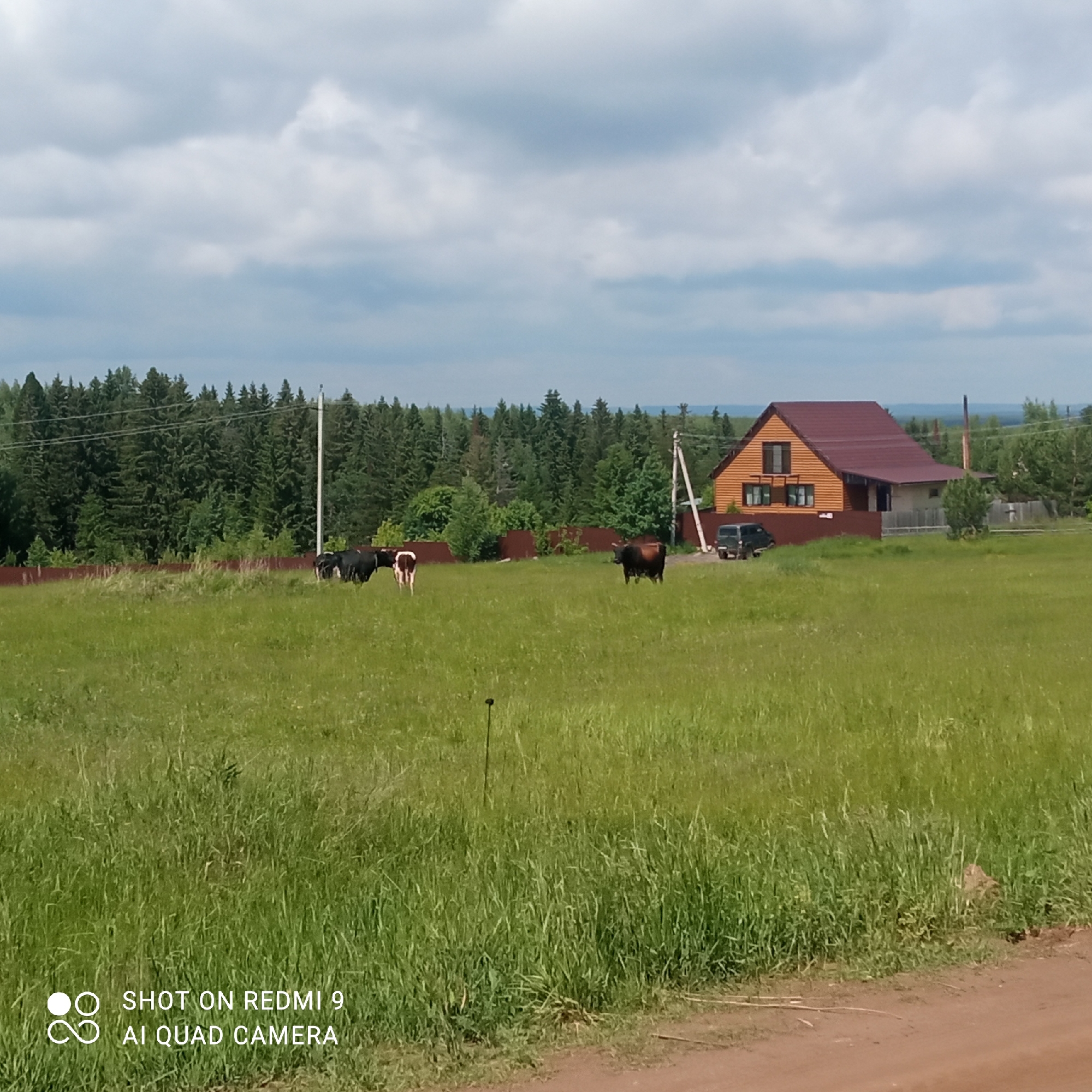 This daylight image captures a rural scene in Ольховка, Russia, under a bright, cloudy sky. In the foreground and midground, a large expanse of vibrant green grass dominates, with a narrow dirt road visible in the bottom right corner. Three cows are scattered across the field, grazing; two are black and white, and one is brown.
Towards the right side of the image, a two-story house with a light brown wooden exterior and a dark red roof stands behind a reddish-brown fence. A dark-colored SUV is parked near the house, partially obscured by the fence. A white utility pole with power lines extends vertically near the center of the image, with another darker pole visible further right.
The background features a dense coniferous forest, stretching across the horizon. The sky is mostly overcast with grey clouds, yet the scene is well-lit. A camera watermark in the bottom left corner reads "SHOT ON REDMI 9" and "AI QUAD CAMERA".