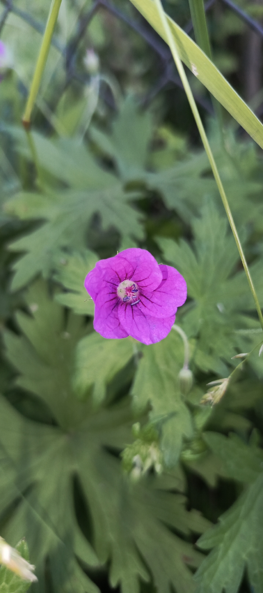 An extreme close-up shot focuses on a single, vibrant magenta flower with five petals and dark veins radiating from its center. The flower is in sharp focus, while the surrounding foliage is blurred. The background consists of a dense collection of large, green, serrated leaves. Two thin, green stems extend from the top left and right of the frame, partially obscuring the background. A hint of a dark, woven fence is visible behind the foliage in the upper portion of the image. The scene appears to be outdoors, likely in a garden or natural setting within Merchalovo, Russia, given the specific context of the request. There are no people, animals, or man-made objects in the immediate vicinity of the flower.