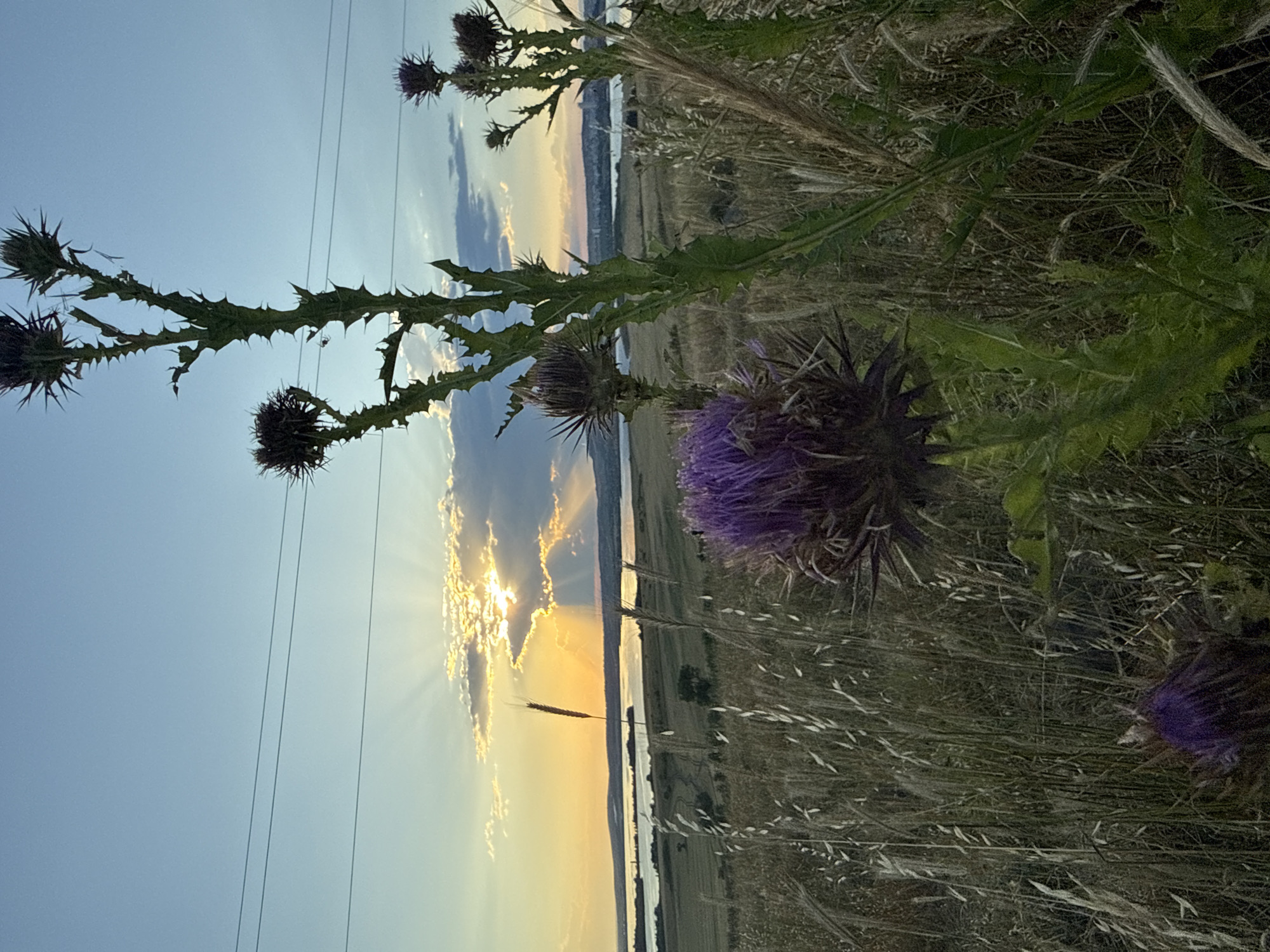 The image captures a sunset over a body of water near the city of Tvarditsa, Bulgaria. In the foreground, a tall thistle plant with a prominent purple flower stands to the right, its spiky leaves and stem clearly visible. Another thistle flower is visible in the lower left corner, also in bloom. The background shows a wide expanse of water, likely a reservoir or lake, with rolling hills on the far side. The setting sun casts warm rays of light through scattered clouds, creating a dramatic effect in the sky. Several power lines stretch across the upper portion of the image. The overall scene is one of natural beauty at dusk, with a focus on the flora in the foreground.