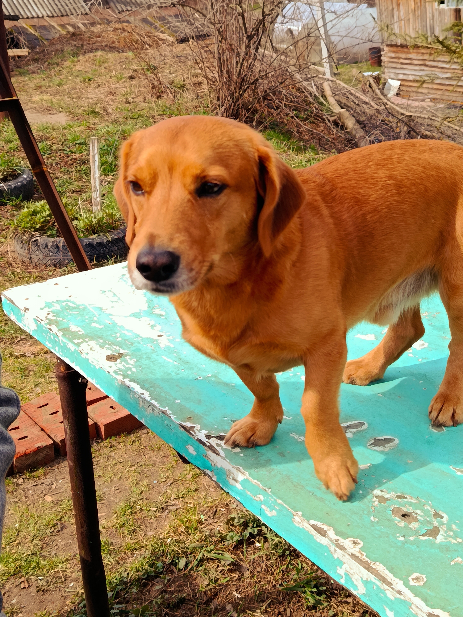 A brown dog stands on a light blue table. The table is peeling with paint chips. Behind the table is green grass, a shed, and trees. The location is possibly in the city of Фоки, Russia.