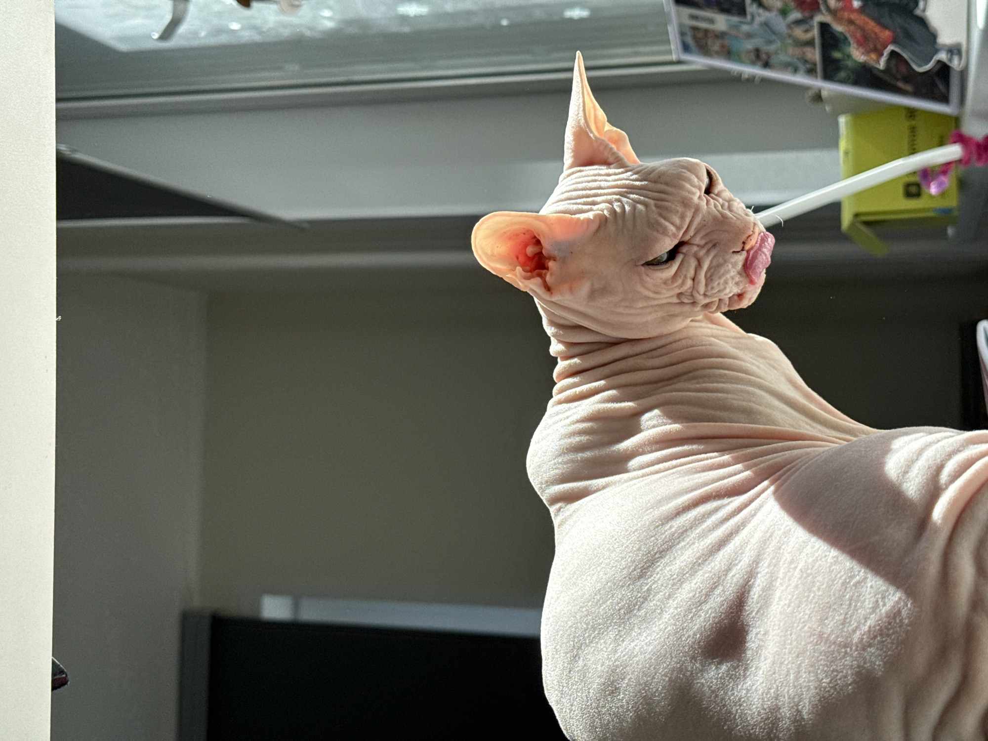 A Sphynx cat with wrinkled pink skin is illuminated by sunlight streaming from a window on the right. The cat is positioned on the left side of the frame, with its head turned towards the right, revealing its characteristic wrinkled face and prominent ears. Its tongue is slightly extended. A white cylindrical object with a pink fluffy end is in front of the cat. In the background, to the right of the cat, a brightly lit window with a white frame is visible. A variety of objects, including a yellow box and framed pictures, are scattered on a surface below the window. The environment suggests an indoor setting, possibly a windowsill or desk. The image does not contain any explicit elements that would allow for specific localization within Krasnoyarsk, Russia.