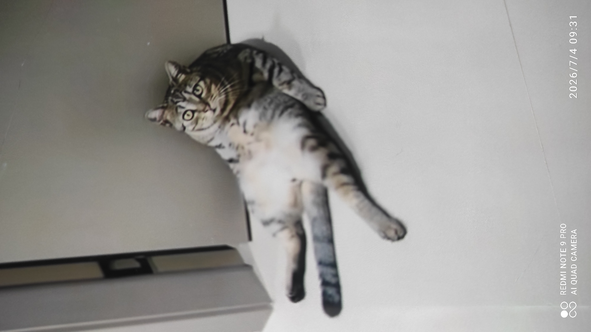 A tabby cat is lying on its back on a white floor, propped up against a light gray wall. The cat's legs are splayed out in front of it, and its tail is curled to the side. The cat is looking up with wide, surprised eyes and its mouth is slightly open. The background is plain and shows no discernible features other than the wall and floor. The lower portion of the image shows a watermark with "REDMI NOTE 9 PRO AI QUAD CAMERA" and a date and time stamp "2026/7/4 09:31". There is no information about the city of Maardu, Estonia, or any other geographical location in the image.