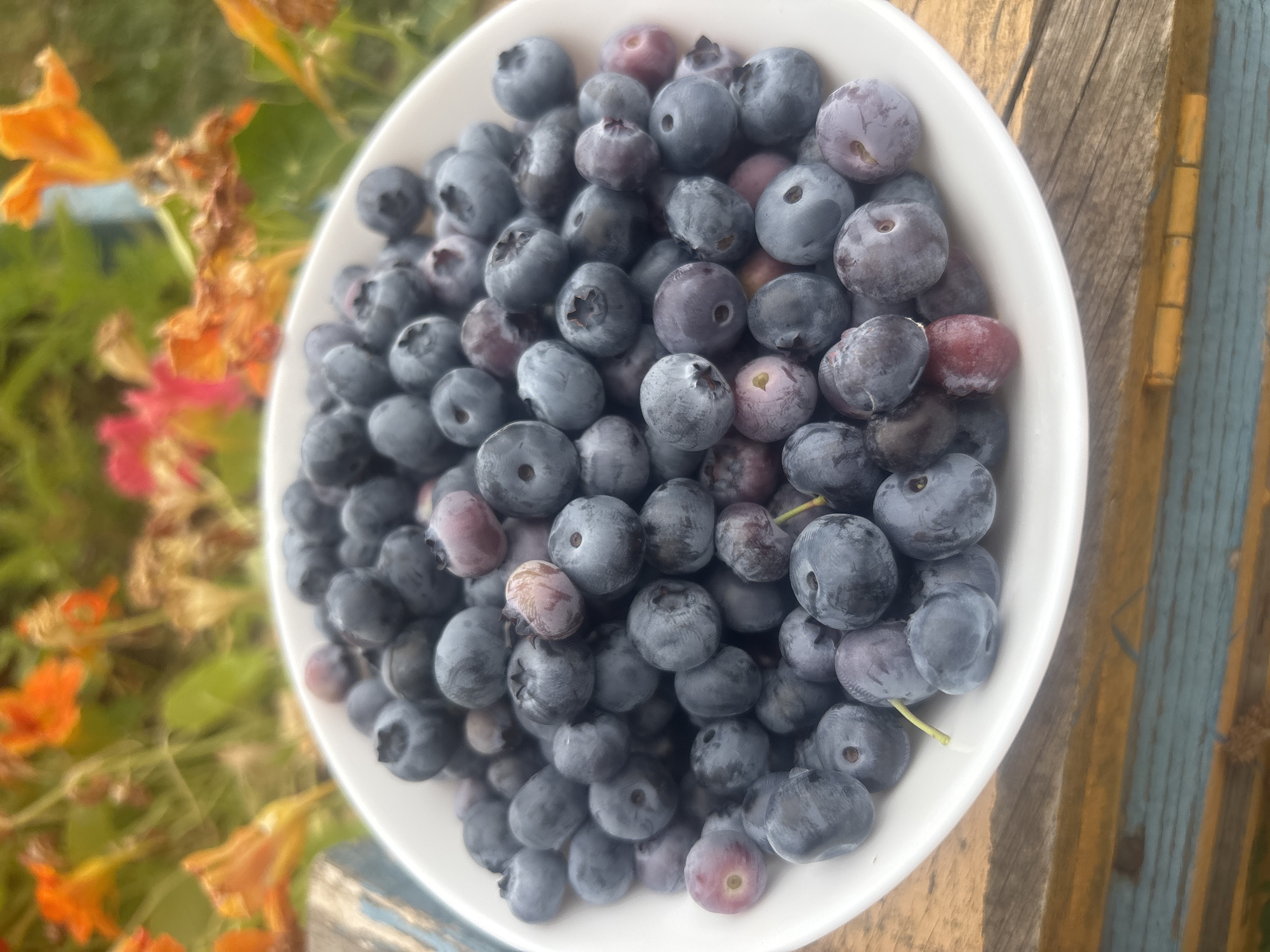 A white bowl filled with blueberries is placed on a weathered wooden surface. The blueberries are a mix of deep blue and some lighter, purplish hues, with a few showing hints of red. In the background, out of focus, are vibrant orange and pink flowers, suggesting an outdoor setting. The wooden surface appears to be part of a table or bench, with visible grain and variations in color. There is no indication of the city of Burgas, Bulgaria, in the image.