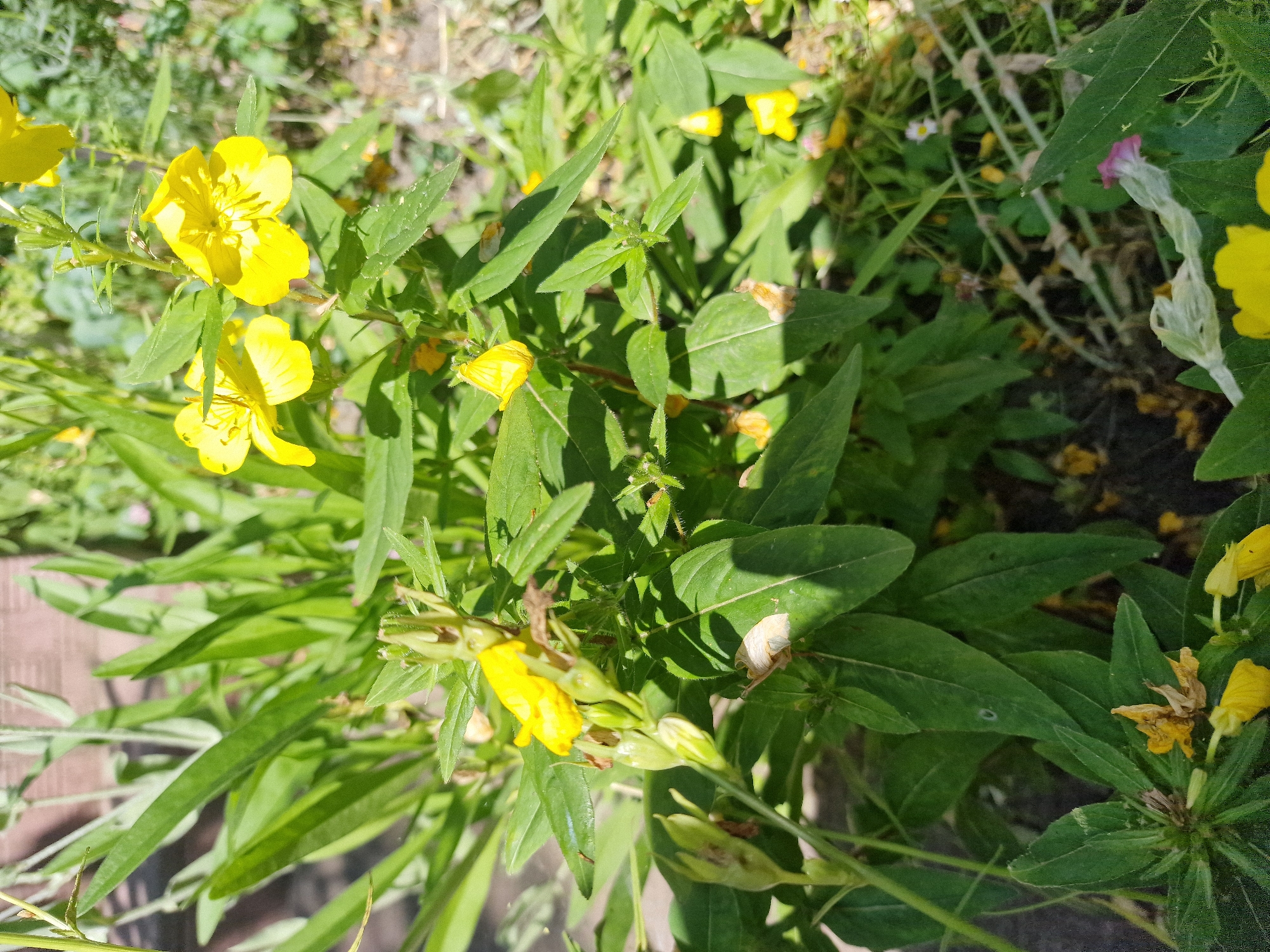 This media file features a close-up, eye-level shot of a patch of common evening primrose (Oenothera biennis) plants. The plants are in bloom, displaying numerous bright yellow, four-petaled flowers. The flowers are delicate with prominent stamens. The foliage is a vibrant green, with long, lance-shaped leaves. Some of the flowers appear to be wilting or have already withered, indicated by dried, brown petals and seed pods.
The scene is outdoors, likely in a natural or garden setting, given the presence of other small plants and greenery in the background, including what appears to be a tiny white flower with a yellow center and a single pale pinkish-purple flower. The ground beneath is a mix of dark soil and some lighter, possibly wooden, textured material in the lower left corner, suggesting a path or border.
The lighting indicates it is daytime, with the sun casting shadows and highlighting the textures of the leaves and petals. The overall impression is a sunny day, possibly in late spring or summer when evening primrose is in season. There is no text visible in the image. The location context provided is Bershad, Ukraine, which aligns with the general appearance of a temperate climate flora. The image does not contain any people or animals, focusing solely on the botanical subject matter.