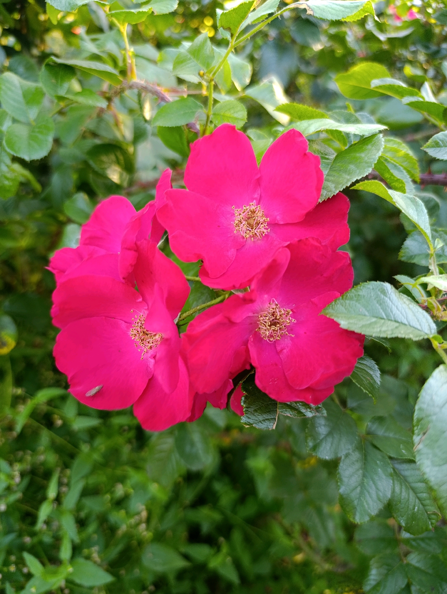 A close-up, eye-level, vertical shot captures a cluster of bright pink flowers, possibly roses, in bloom against a backdrop of lush green foliage. The flowers, which appear to be wild roses due to their simple, five-petal structure and visible stamens, are the main subjects. One flower in the foreground has a small, light-colored insect on its petal. The surrounding leaves are a vibrant green, with some showing a slightly serrated edge. The lighting suggests it is daytime, possibly late afternoon, with sunlight filtering through the leaves, creating some bokeh effect in the background. There are no people or buildings visible in the frame, only the natural elements of a garden or park. The location in Cherkasy, Ukraine, is not discernible from the image itself but would be a detail of external context.