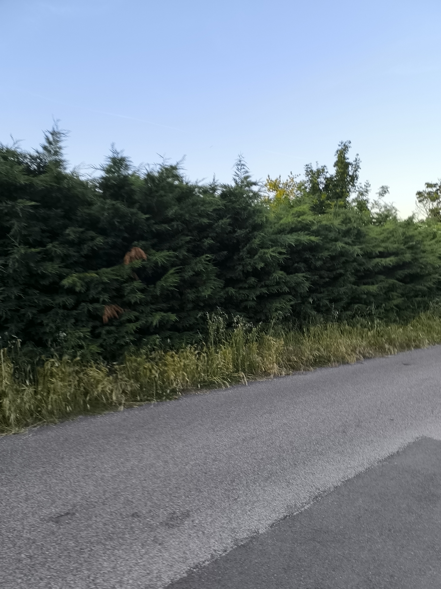 The image depicts a section of road in Pélussin, France, bordered by a tall hedge of dense green shrubs and trees. The sky is visible above the foliage, transitioning from a light blue near the horizon to a slightly darker blue higher up. The hedge extends horizontally across the frame, with variations in height and density. There are patches of dry grass and weeds growing along the base of the hedge. The road is asphalt, and the texture of the asphalt is visible, with variations in color and wear. No people are visible in the frame.