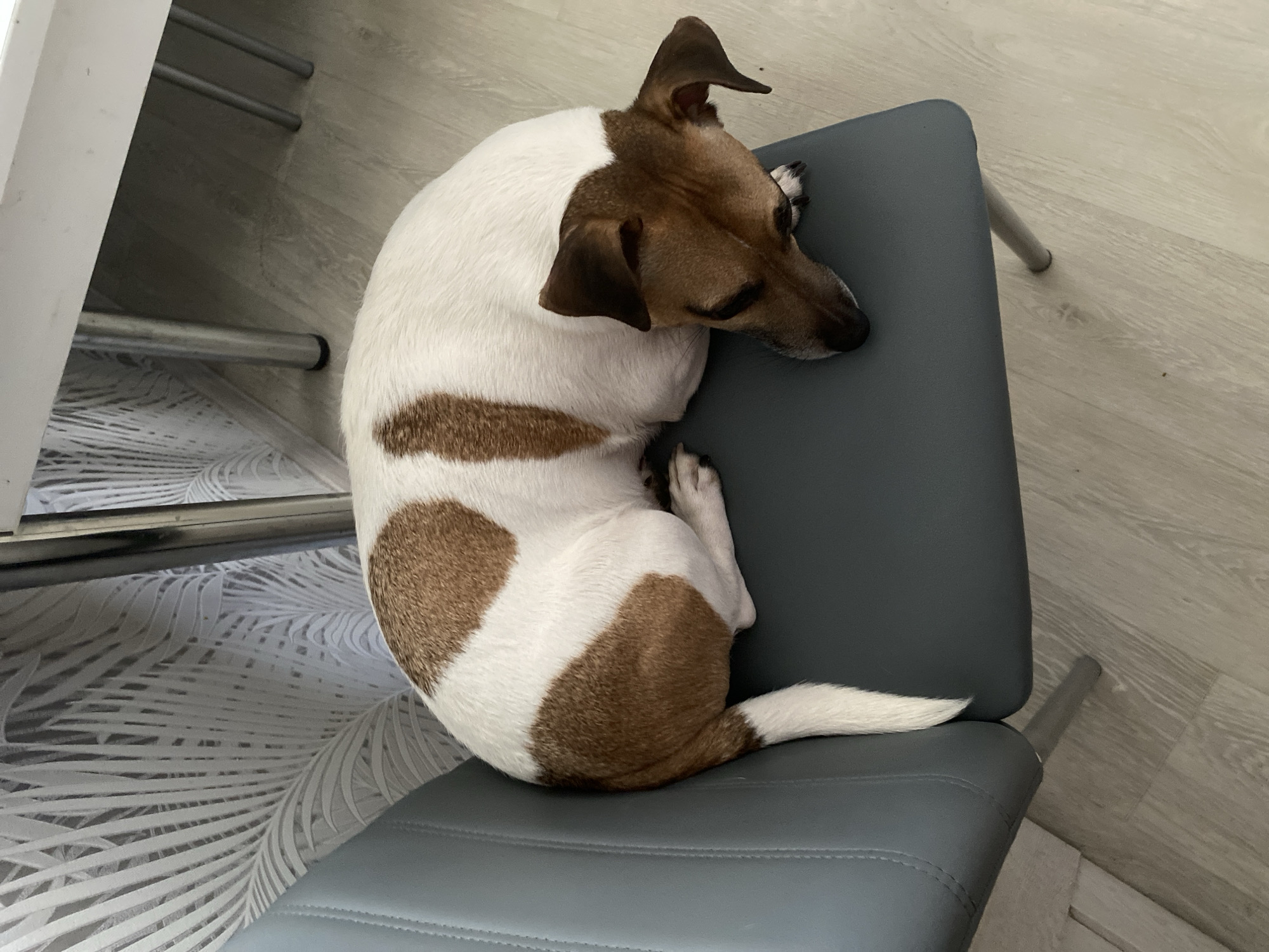 The scene is an indoor domestic environment, likely a kitchen or dining area, located in the city of Noviy, Russia. A small, short-haired dog with white fur and irregular, reddish-brown patches is curled up and resting or sleeping on a dark gray upholstered chair. The dog's head, predominantly reddish-brown with similarly colored ears, is lowered onto its front paws, and its eyes appear closed. Its short tail, white with a brown base, is visible. The chair, possibly faux leather or vinyl, exhibits visible stitching along its backrest and has light-colored metal legs. The background features a wall covered in gray wallpaper with a repeating pattern of lighter-toned palm fronds. The floor is light-toned laminate or wood, displaying visible grain. A section of a white table with metal legs is partially visible in the upper right and background.