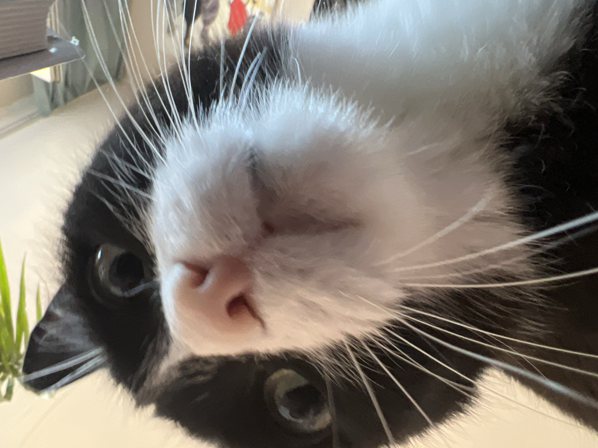A close-up, low-angle, indoor photograph shows the face of a black and white cat. The cat's nose is prominently featured in the center of the frame, with its pink nostrils and surrounding white fur. Its whiskers fan out in all directions. One of the cat's green eyes is visible to the left, and the other is partially obscured by fur. The background is blurred, with hints of light-colored walls and some out-of-focus greenery on the right. There is no information in the image to suggest it is located in Novosibirsk, Russia.