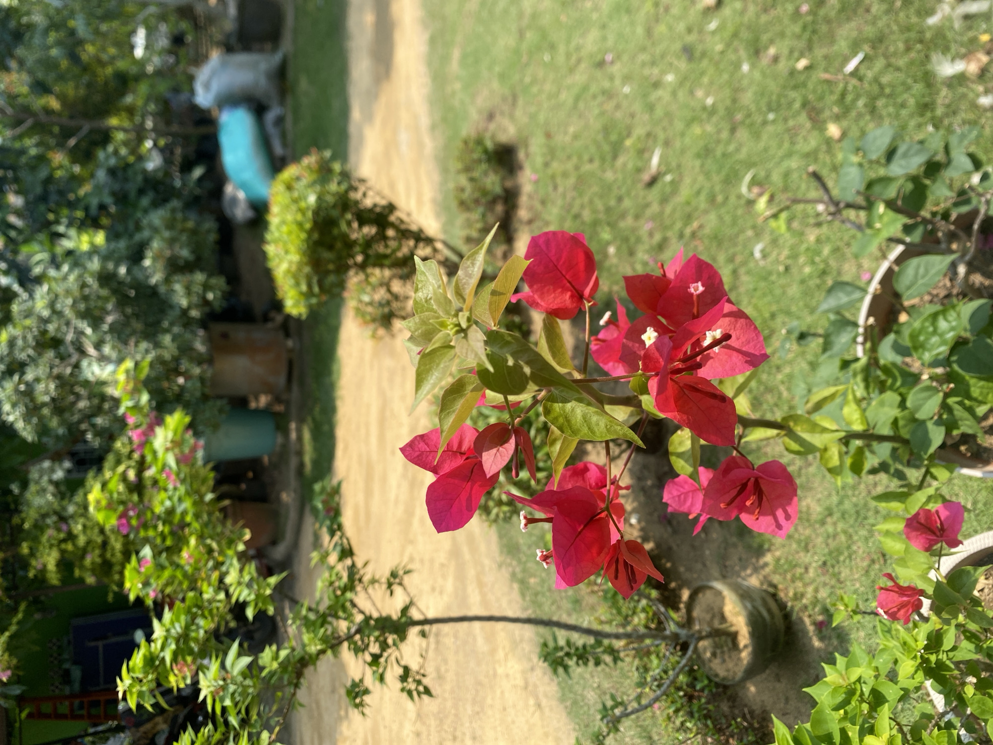 The image depicts a close-up view of vibrant pink Bougainvillea flowers in the foreground, with a shallow depth of field that blurs the background. The flowers are blooming on a plant in a pot, with green leaves surrounding them. In the mid-ground, there is a thin tree with some pink flowers, also in a pot. Beyond that, a path or dirt area is visible, leading to a grassy area. Further in the background, there are various potted plants, some larger trees, and in the far background, several large sacks, one appearing to be light blue, are visible. The overall scene suggests an outdoor garden setting, possibly in a residential or nursery environment. No people are visible in the image. The lighting indicates it is daytime with sunlight casting shadows. The specific location in Batam, Indonesia, cannot be determined from the visual information alone.