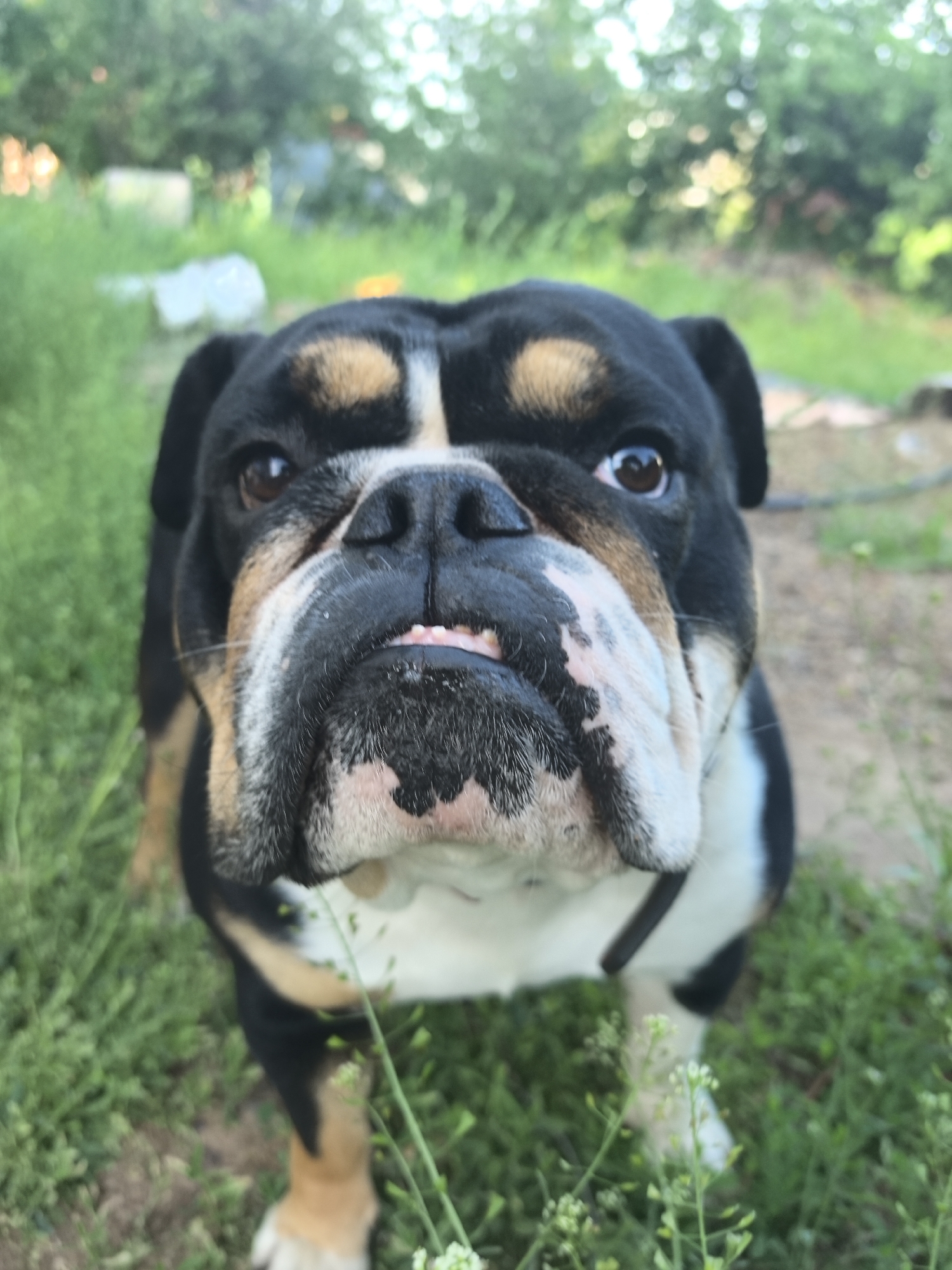 A black, tan, and white bulldog stands outdoors in a grassy area. The dog is the primary subject, with its face filling a significant portion of the frame, facing the camera directly. The background consists of green vegetation, likely grass and foliage, with some blurry objects in the distance that could be trees and potentially a building or other structure. There is no indication of the location being Noviy, Russia, or any other specific city. The scene is natural, without any evident human activity or interaction.