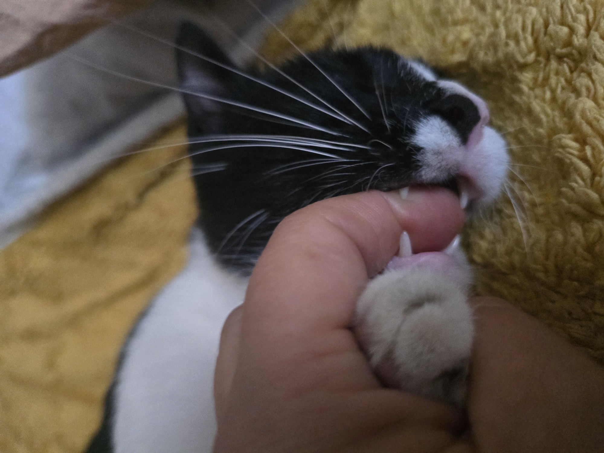 A close-up, eye-level shot shows a black and white cat being petted by a human hand. The cat's face is visible, with its whiskers fanned out and its mouth slightly open, revealing its teeth. The cat's paw is resting on the hand, and its claws appear to be extended. The cat is lying on a yellow, fuzzy blanket. The background is blurred, but appears to be a domestic setting.