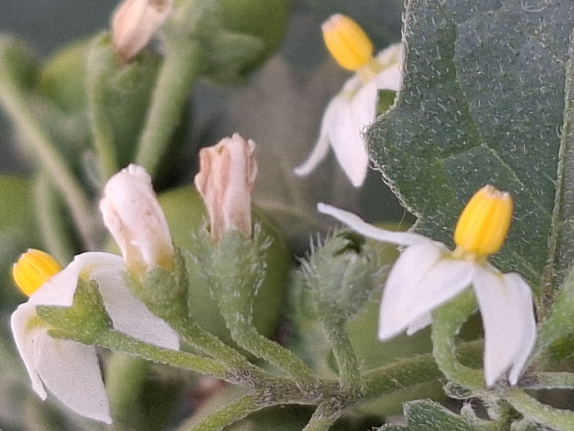 The image shows a close-up view of a white flower with a yellow center. The flower has five petals and is surrounded by green foliage. The background is blurred, but appears to be a natural setting. The photograph was taken in Almaty, Kazakhstan.