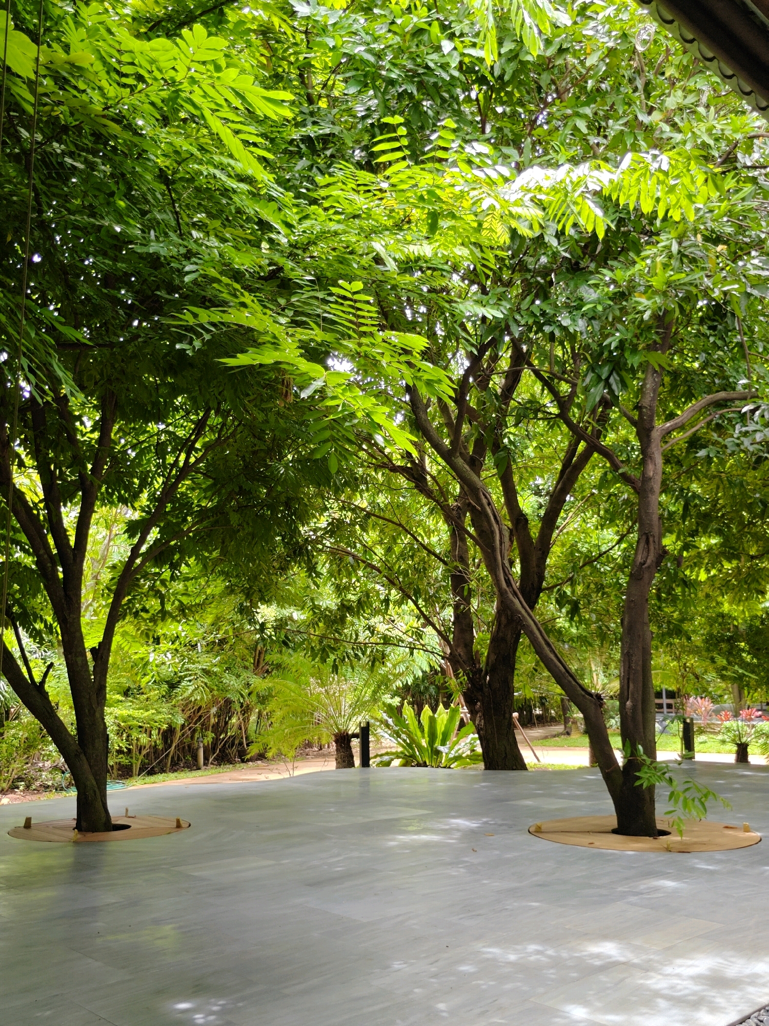 The image captures a serene outdoor scene within the city of Mu Si, Thailand. In the foreground, a smooth, light-colored paved area, possibly marble or concrete, serves as the ground surface. Two large trees with thick, textured bark and dense green foliage rise from this paved area, each encircled by a raised wooden planter at its base. The tree on the left is fuller and taller, its branches extending widely, while the tree on the right is slimmer and has a single young branch growing from its trunk.
Beyond the paved area, a lush, verdant landscape unfolds. Dense green foliage, likely from various tropical plants and trees, creates a natural backdrop. Sunlight filters through the leaves, casting dappled shadows on the paved ground. In the mid-ground, a winding path is visible, suggesting a garden or park setting. Further in the background, more trees and plants create a sense of depth and enclosure. The overall atmosphere is tranquil and inviting, highlighting the integration of nature within an urban or developed outdoor space.