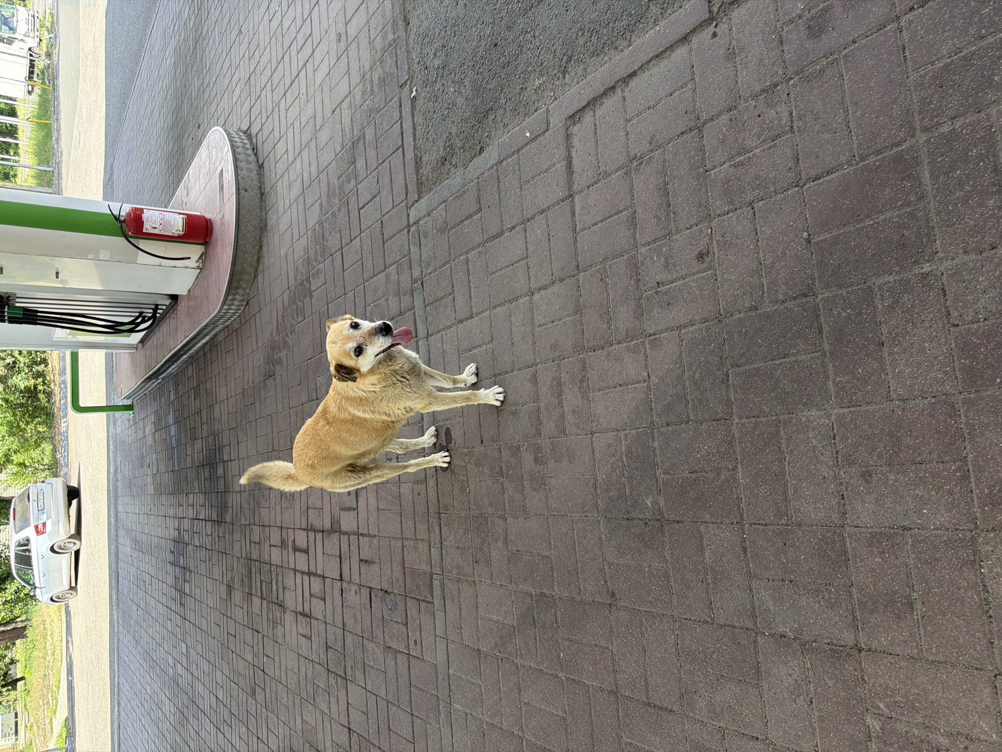 A tan dog with a light-colored chest and face stands on a paved walkway in front of a gas pump station. The dog is facing the camera with its mouth open and tongue out. Behind the dog, to the left, is a white car, and to the right are gas pumps and a red fire extinguisher. The ground is paved with reddish-brown bricks laid in a herringbone pattern. The background shows greenery and trees, suggesting an outdoor environment. The scene appears to be a typical day at a gas station in Smila, Ukraine.