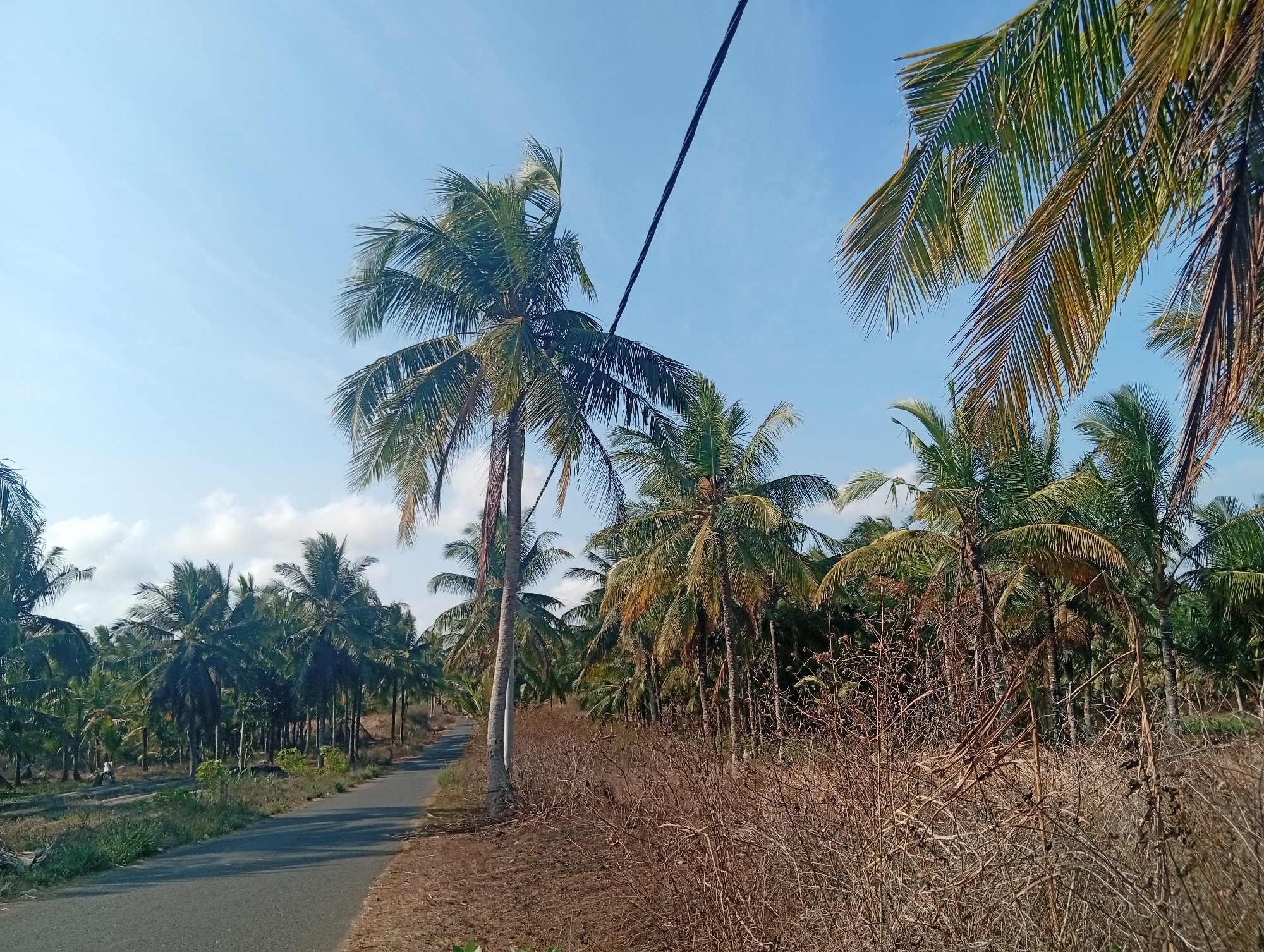 This image captures a scenic view of a road winding through a dense coconut plantation under a clear blue sky. The road, paved and dark grey, curves to the left in the foreground, flanked by dry brush and vegetation on the right and the lush green of the coconut trees on the left. Several tall coconut trees with their characteristic fronds dominate the landscape, with one particularly large tree standing prominently to the left of the road. In the distance, the road continues, disappearing into the seemingly endless rows of coconut palms. A single black power line stretches diagonally across the upper portion of the image. The overall atmosphere is one of a tropical rural setting, likely in a location like Tlogodepok, Indonesia, known for its agricultural beauty. There are no people visible in the immediate foreground or on the road, though a small figure can be observed in the far distance on the left side, possibly engaged in agricultural work. The dry, brittle appearance of the undergrowth on the right suggests a dry season.